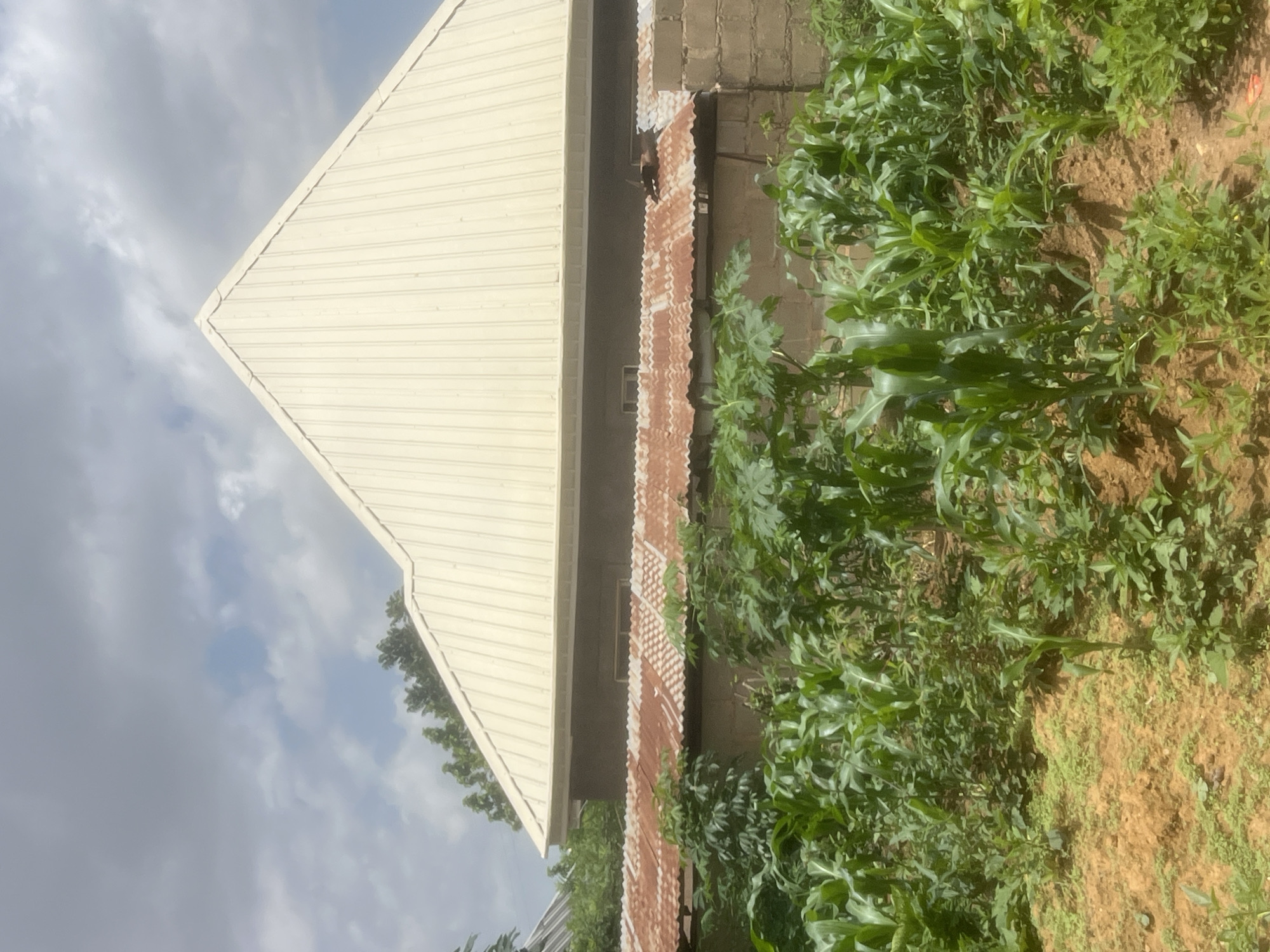 The image depicts an outdoor scene in Gura Top, Nigeria, featuring a building with a light-colored metal roof and a section of corrugated, rusted metal roofing. Adjacent to the building is a patch of lush green plants, likely crops, with some appearing to be corn stalks. The ground is covered with soil and some smaller vegetation. The sky above is partly cloudy, suggesting daytime. The scene appears to be in a rural or semi-rural setting, given the presence of crops alongside residential or commercial structures. There is no visible text in the image.