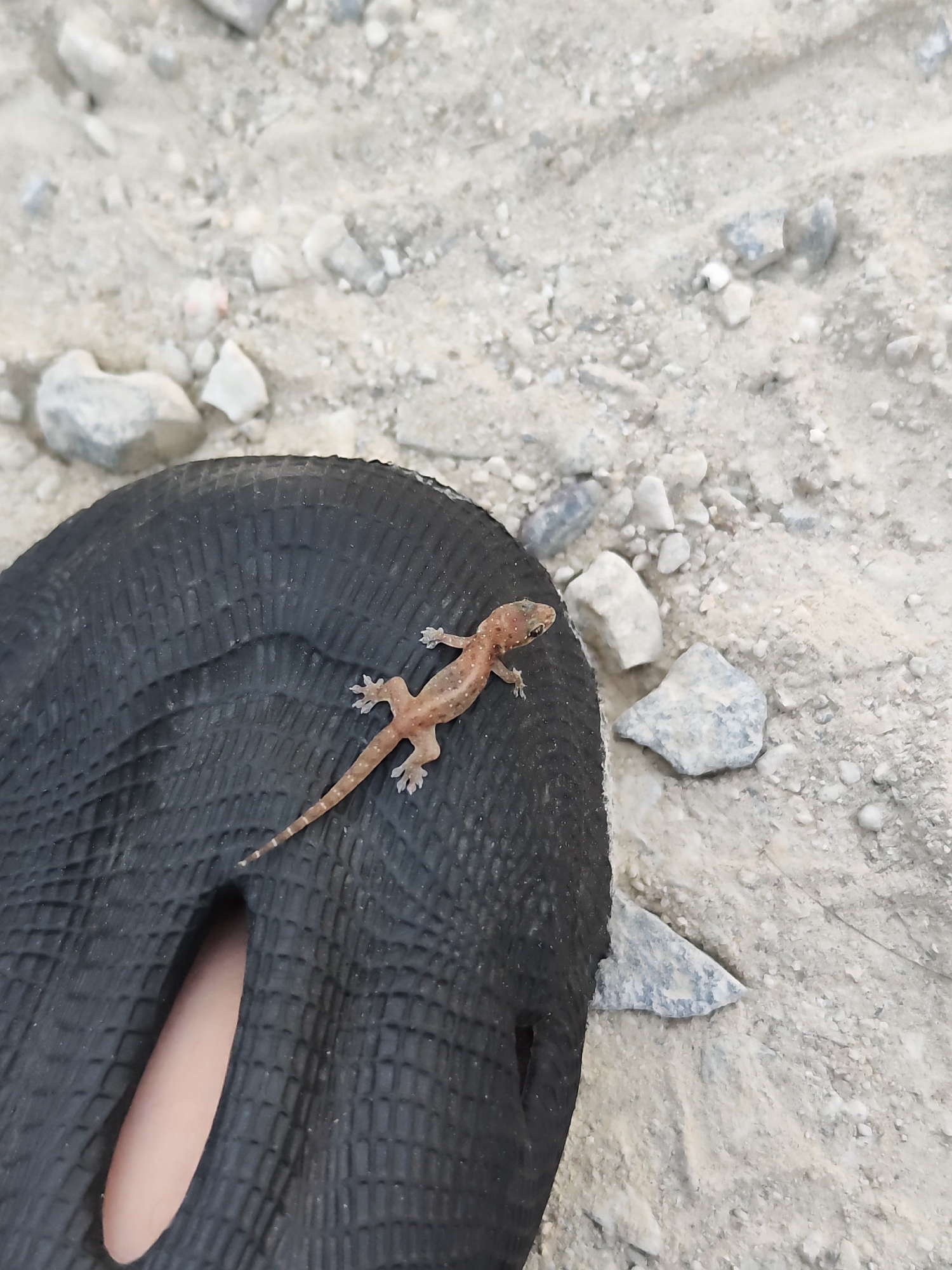 A small, light brown gecko with dark markings is positioned on a black, textured surface, which appears to be the sole of a shoe. The gecko is facing left, with its head slightly raised. Its tail is extended, and its toes are spread out on the surface. The black surface has a raised, grid-like pattern. The background is a dry, sandy or gravelly area with scattered rocks of various sizes. The lighting suggests it is daytime. The scene is outdoors, possibly in a natural or semi-natural urban environment like a park or construction site in Nha Trang, Vietnam.