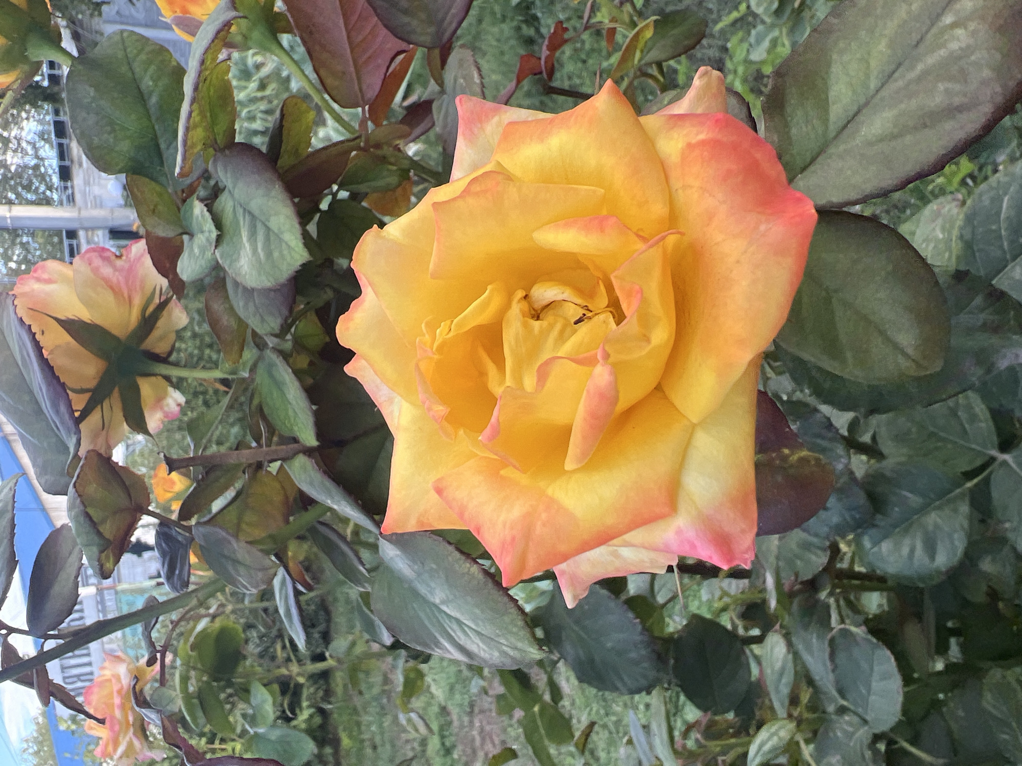 A close-up, eye-level shot shows a large, fully bloomed yellow rose with orange and pink tinges on its outer petals. The rose is centered in the frame, with its petals unfurling inward. The background consists of a dense canopy of dark green rose leaves and stems. In the upper background, a blurry blue structure and some trees are visible. The lighting is soft, suggesting it may be early morning or late afternoon. The image appears to be taken in a garden or park setting, with the specific location being Unknown, Unknown.