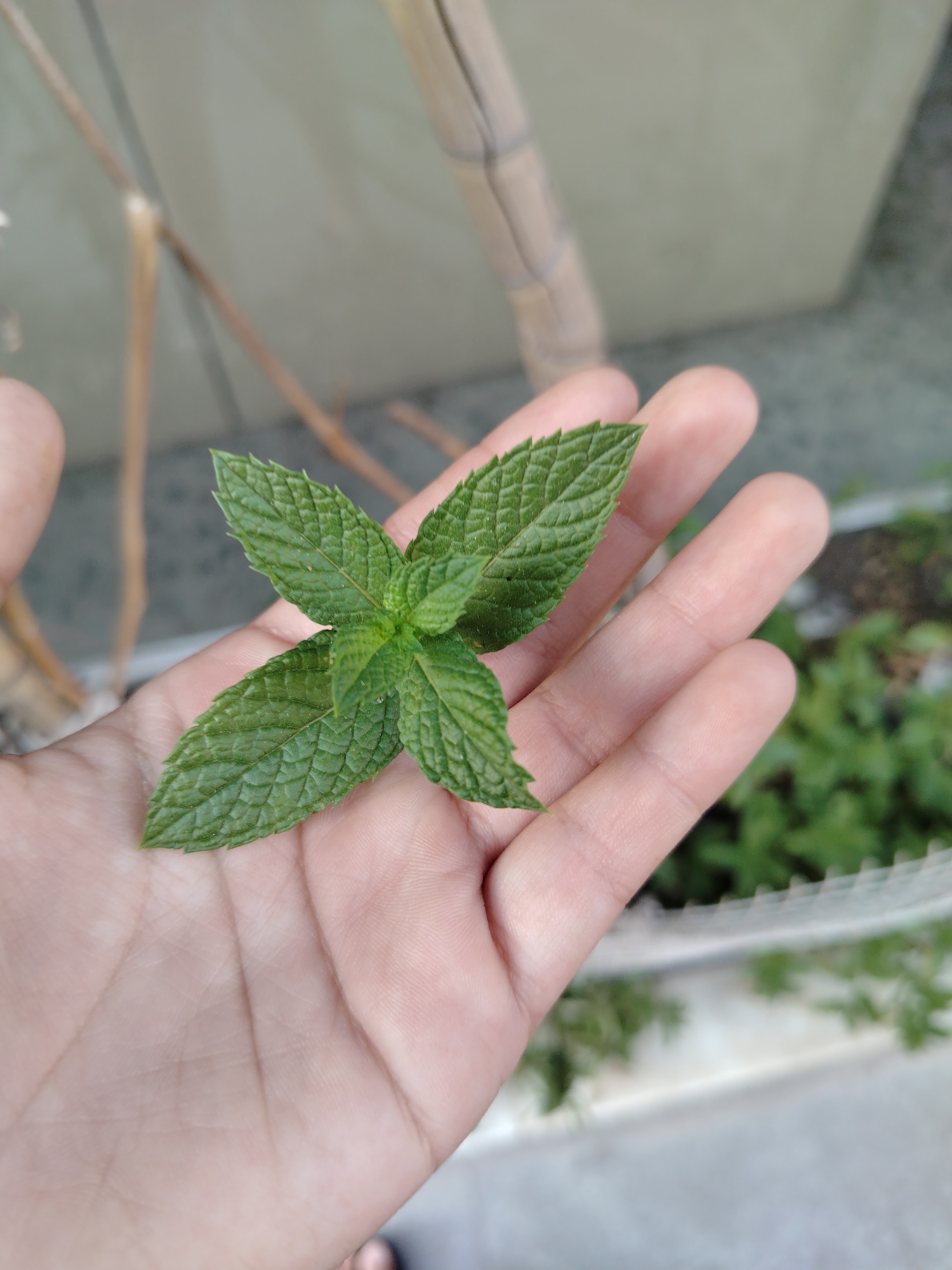 A person's hand is holding a cluster of green mint leaves. The hand is open, palm up, with the leaves resting on it. The mint leaves are vibrant green and appear to be fresh, with serrated edges and visible veins. In the background, out of focus, are some light-colored vertical structures that could be bamboo poles, and a blurred green area suggesting a garden or plants. The ground appears to be a light-colored concrete surface. The lighting suggests it is daytime. No specific location in Hostalric, Spain is identifiable from the image.