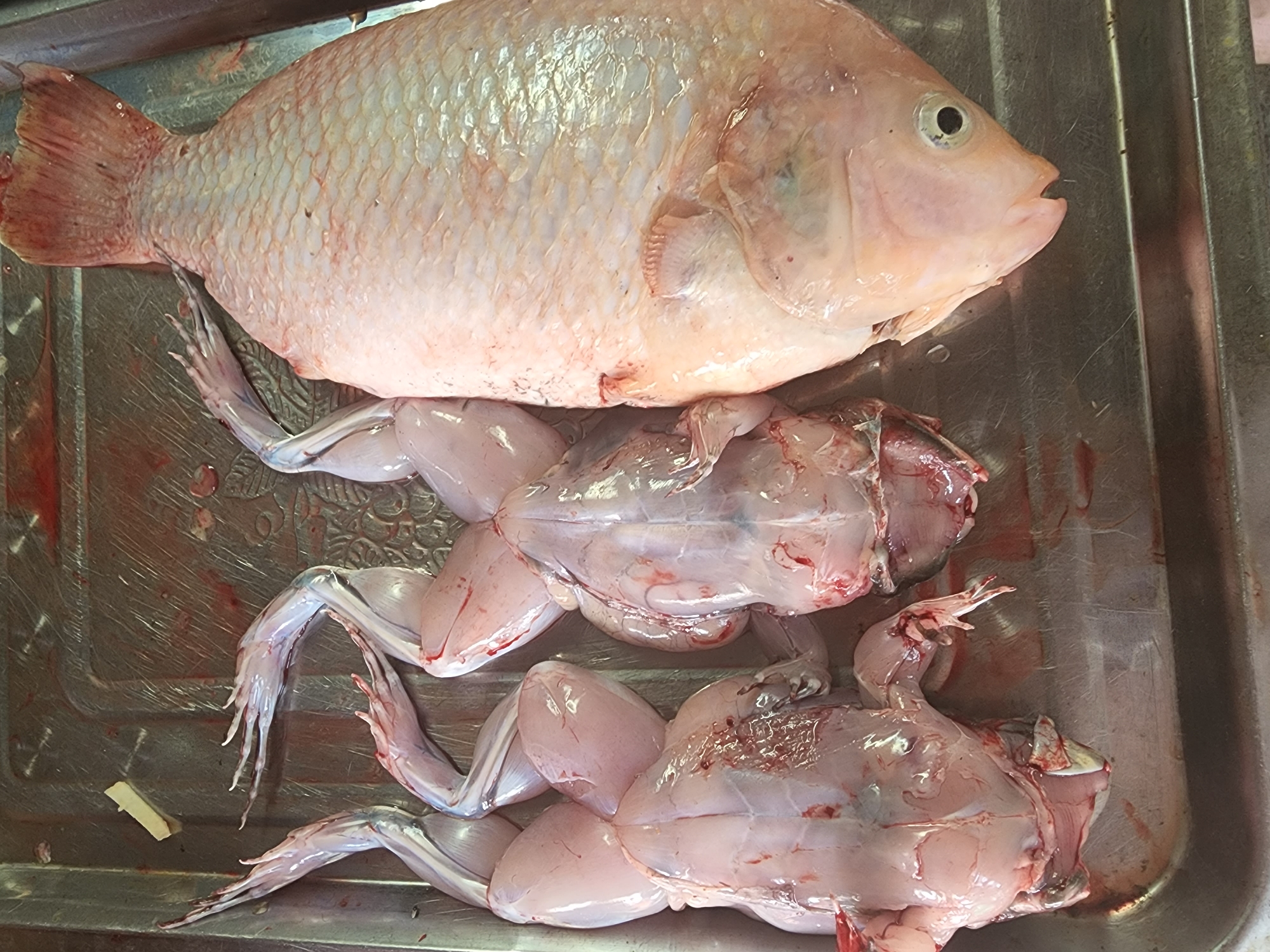 A close-up, top-down shot shows three prepared animal carcasses on a metal tray. On the left are two frog carcasses, their skin pale and translucent, revealing internal anatomy. Their hind legs are extended, with visible toes. The frogs appear to have been skinned and gutted, with small amounts of blood present. To the right of the frogs is a whole fish carcass, likely a tilapia, with its scales intact and a pinkish hue. Its mouth is slightly open, and one eye is visible. The fish is larger than the frogs and positioned lengthwise on the tray. The metal tray has a textured surface with visible scratches and remnants of what appears to be blood or liquid. A small, light-colored piece of food or material is present on the tray near the top left corner. The overall impression is of freshly prepared ingredients, possibly for a meal, in an outdoor or market setting. The image was taken in Phu Thuy Ward, Vietnam.