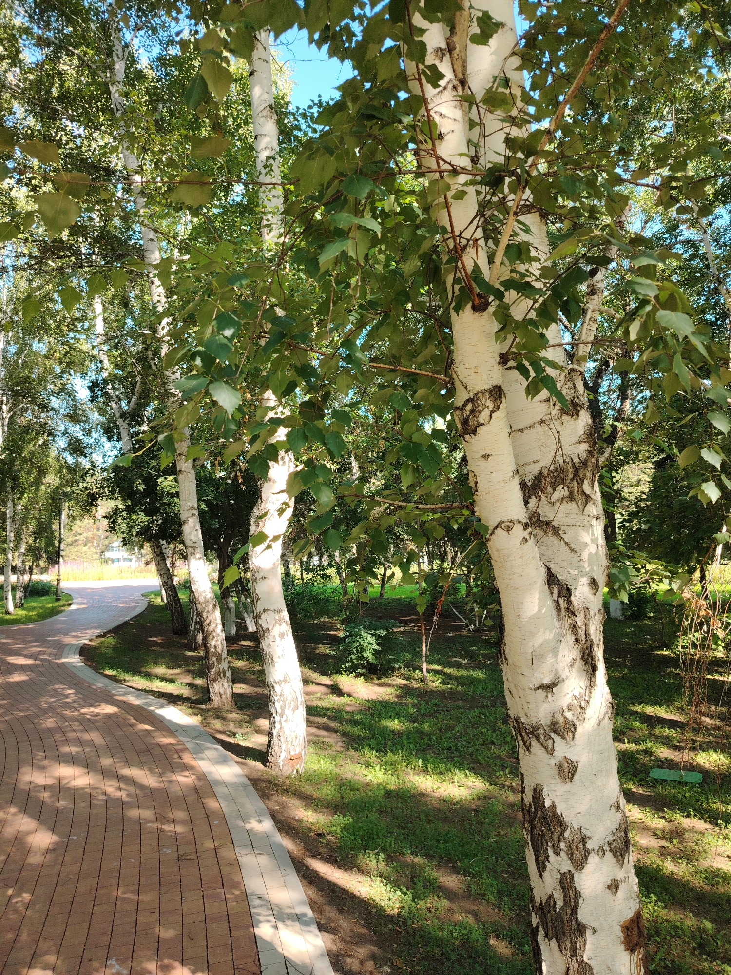 A paved walkway curves through a park lined with birch trees. The walkway is made of reddish-brown bricks with a lighter-colored border. The birch trees have distinctive white bark with black markings and are covered in green leaves. Sunlight filters through the leaves, casting dappled shadows on the ground. The park area surrounding the walkway is covered in green grass and some fallen leaves. The sky above is clear blue. This scene is consistent with a park or recreational area in Astana, Kazakhstan, likely during the warmer months. There are no people or animals visible in the image.