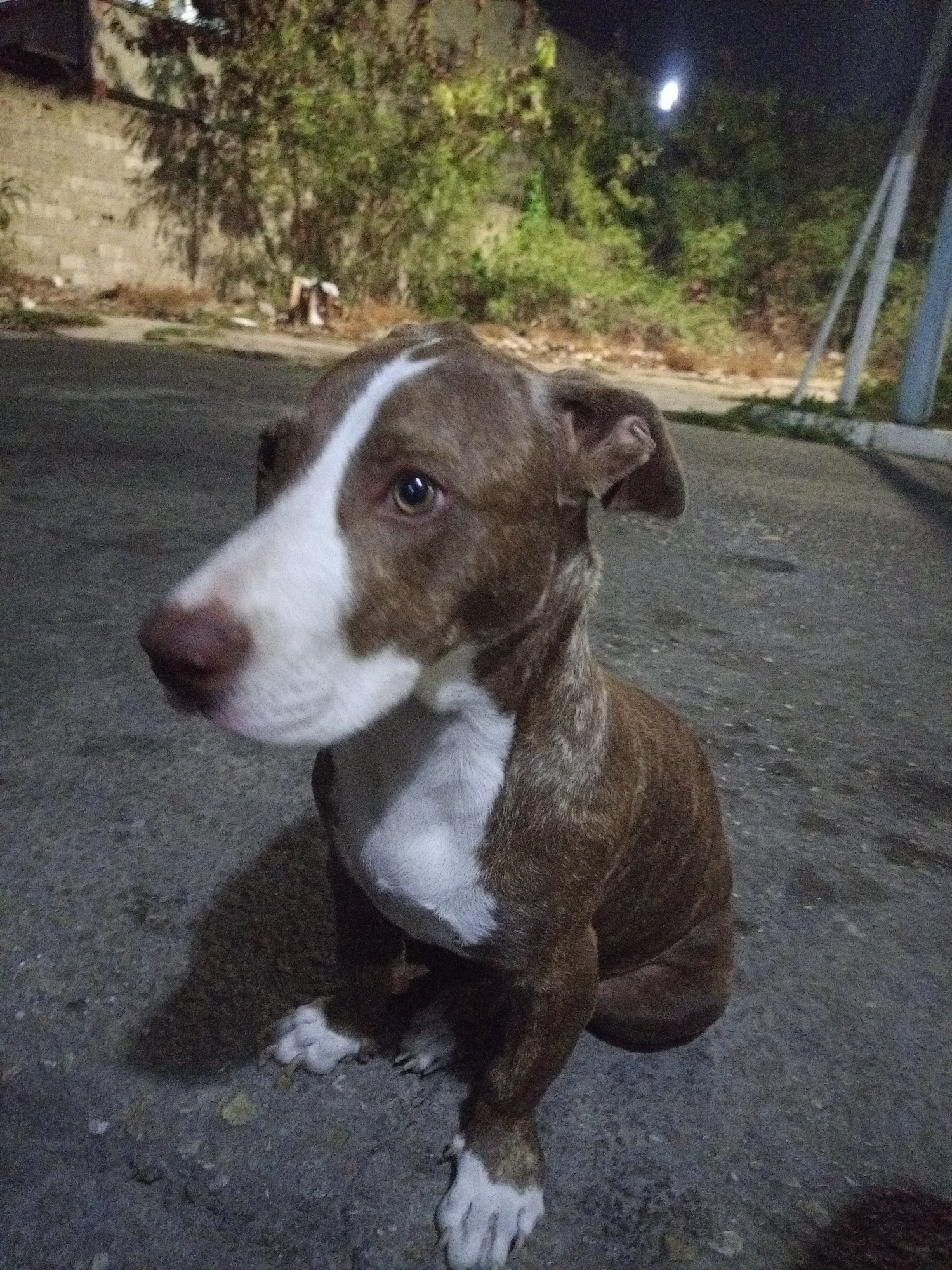 A brindle-coated dog with white markings on its face, chest, and paws is sitting on an asphalt surface. The background includes vegetation, a wall, and a light post, suggesting an urban area at night. The location appears to be an outdoor setting, and given the prompt, it is likely in or near Porlamar, Venezuela. The dog is facing to the left, with its head slightly turned towards the camera.