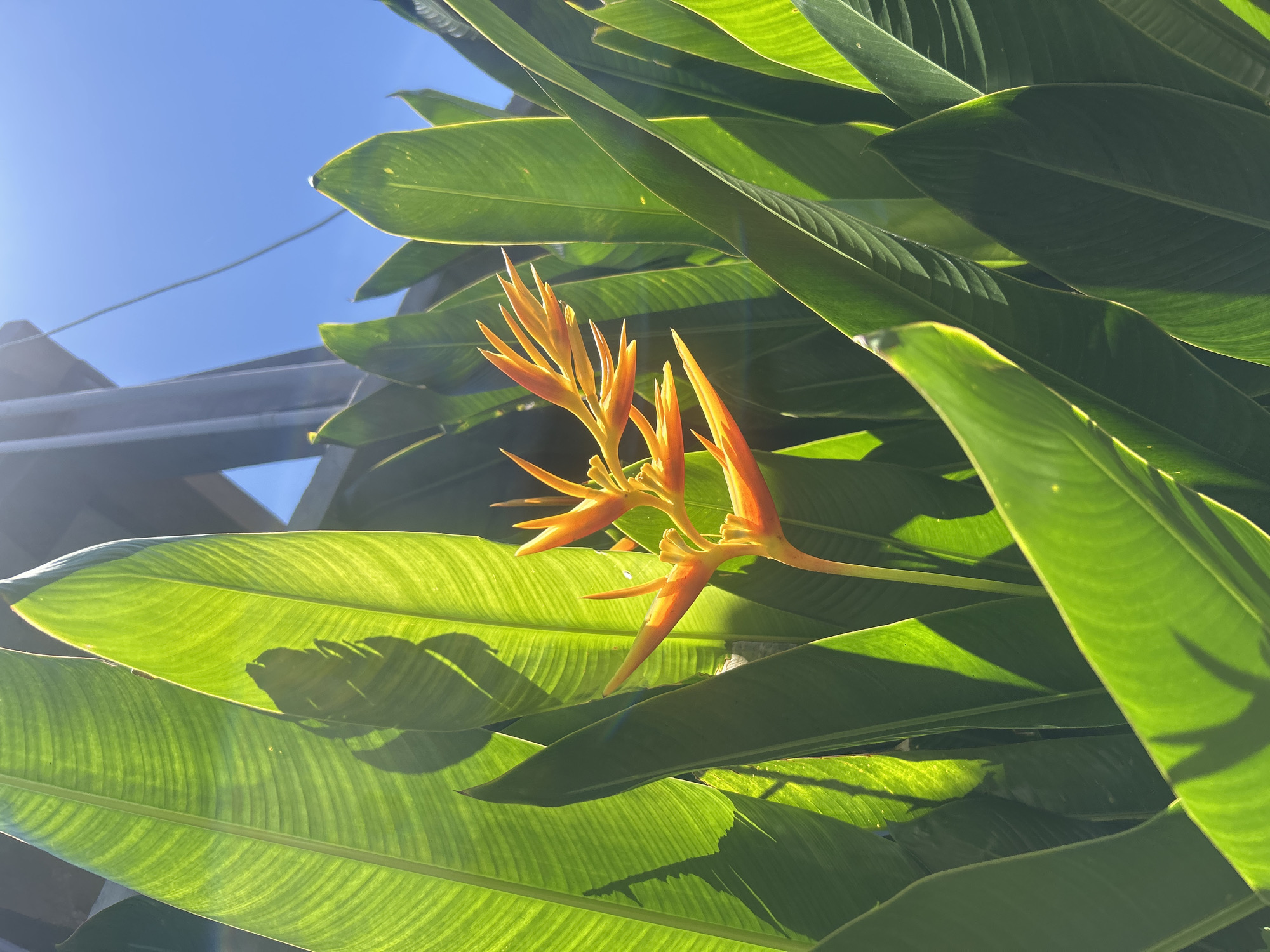 The image presents a vibrant, sun-drenched close-up of exotic plant life, centered around several orange and yellow Heliconia flowers. These distinctive flowers, with their pointed, beak-like appearance, emerge from a dense backdrop of large, broad green leaves.
Many of the leaves are strikingly backlit by direct sunlight, causing them to glow with a translucent, light green hue that highlights their intricate vein patterns. Shadows cast across other leaves add depth and dimension to the foliage. In the upper left portion of the frame, a brilliant sun flare streaks across a clear, bright blue sky, indicating strong, direct sunlight, likely during midday or early afternoon. Below the sky and to the left, parts of a dark, angular structure, possibly a roofline or building, are partially visible.
The scene depicts a natural, tropical setting. No people are present, and there is no activity taking place. The overall impression is one of lushness, warmth, and natural beauty under a clear sky. The prominent tropical flora is consistent with the location context of Kuta Selatan, Indonesia. There is no visible text in the image.
