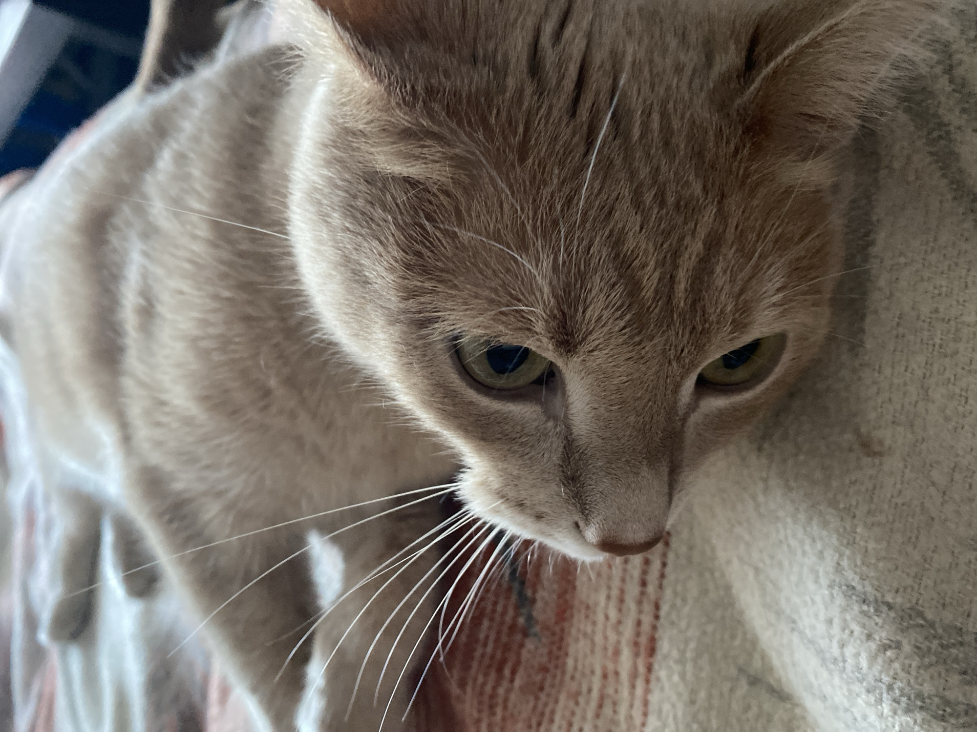 This close-up image features a domestic cat, likely an adult, in an indoor setting. The cat's fur is a light, warm taupe or cream color, exhibiting subtle tabby patterns, particularly on its head and body. Several long, thin white hairs are visible above its eyes, and a prominent array of long, white whiskers fans out from its muzzle. The cat possesses striking green-gold eyes with dark pupils, which are focused downwards and to the right, suggesting intense observation or contemplation. Its head is slightly lowered, and its overall posture appears relaxed yet attentive.
The cat is resting on or against a soft, textured fabric, possibly a blanket or cushion, visible in the lower right portion of the frame. This fabric features a striped pattern with muted tones of red, beige, and grey. The background is softly blurred, indicating an indoor environment with ambient lighting. The atmosphere conveyed is calm and cozy. There is no visible text in the image. The location context provided is Chaikovsky, Russia.