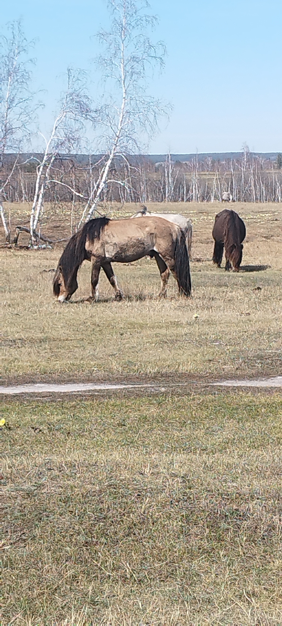 The image shows a field in Syrdakh, Russia, with three horses grazing. One horse, a light brown color with a long black mane and tail, is in the foreground. A second horse, whose color cannot be determined definitively, is behind and slightly to the left of the first. The third horse is a dark brown color, positioned further back and to the right. The field is mostly dry grass, with some patches of green. In the background, there are birch trees with leafless branches against a clear blue sky.