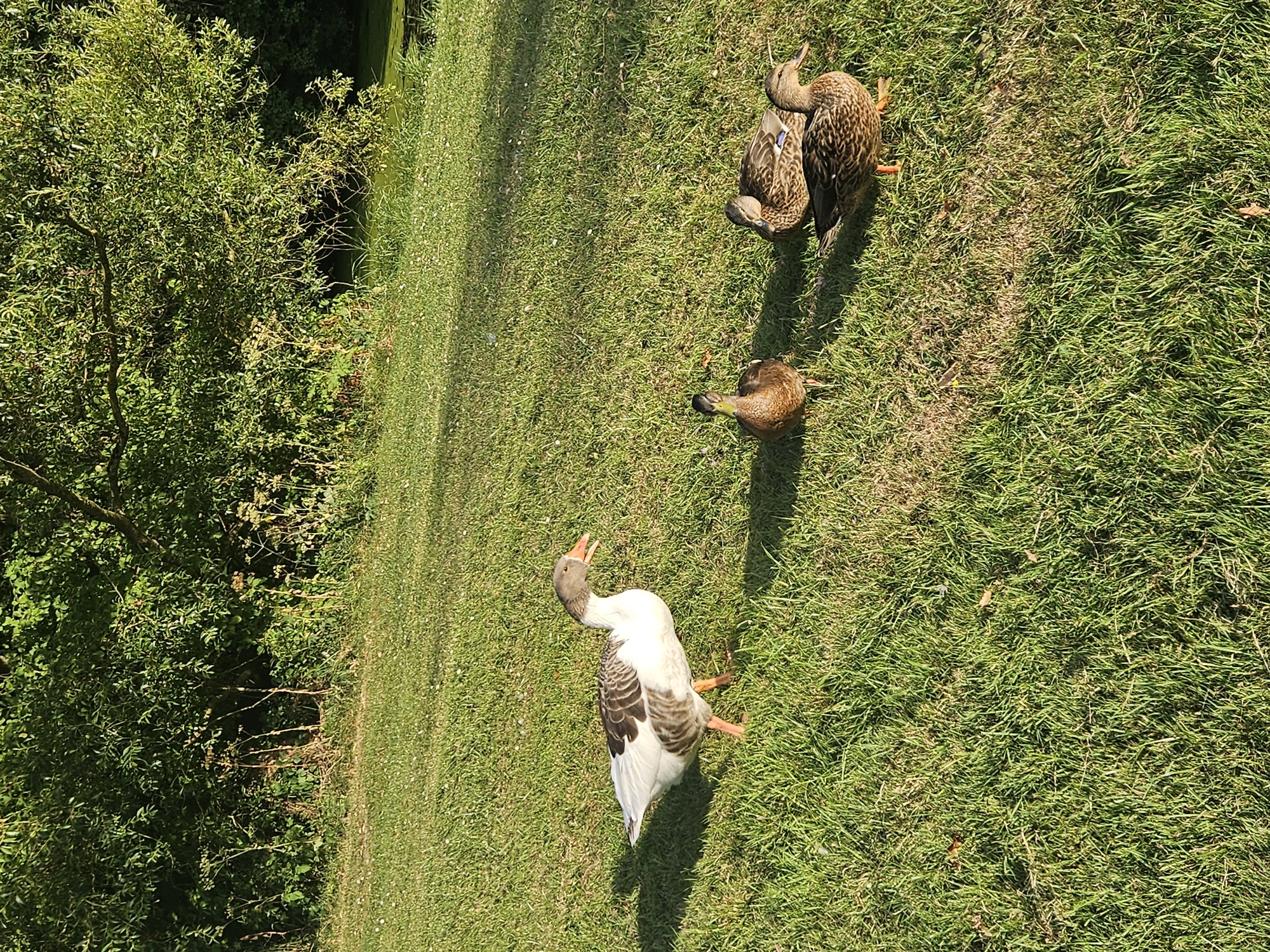 A large, grey and white goose with an orange beak stands on a grassy lawn under dappled sunlight. Three mallard ducks are also on the lawn. One mallard is standing facing forward, while the other two are facing right, with one slightly behind the other. The background consists of dense green trees and foliage. The scene is set in a natural park area, likely in Lelystad, Netherlands, given the context of the request. The grass is green and well-maintained, with some fallen leaves visible. The sunlight creates distinct shadows on the lawn. There is no water visible in the immediate foreground, but a body of water can be seen in the distance, beyond the trees. There are no humans or man-made structures immediately apparent in the scene.