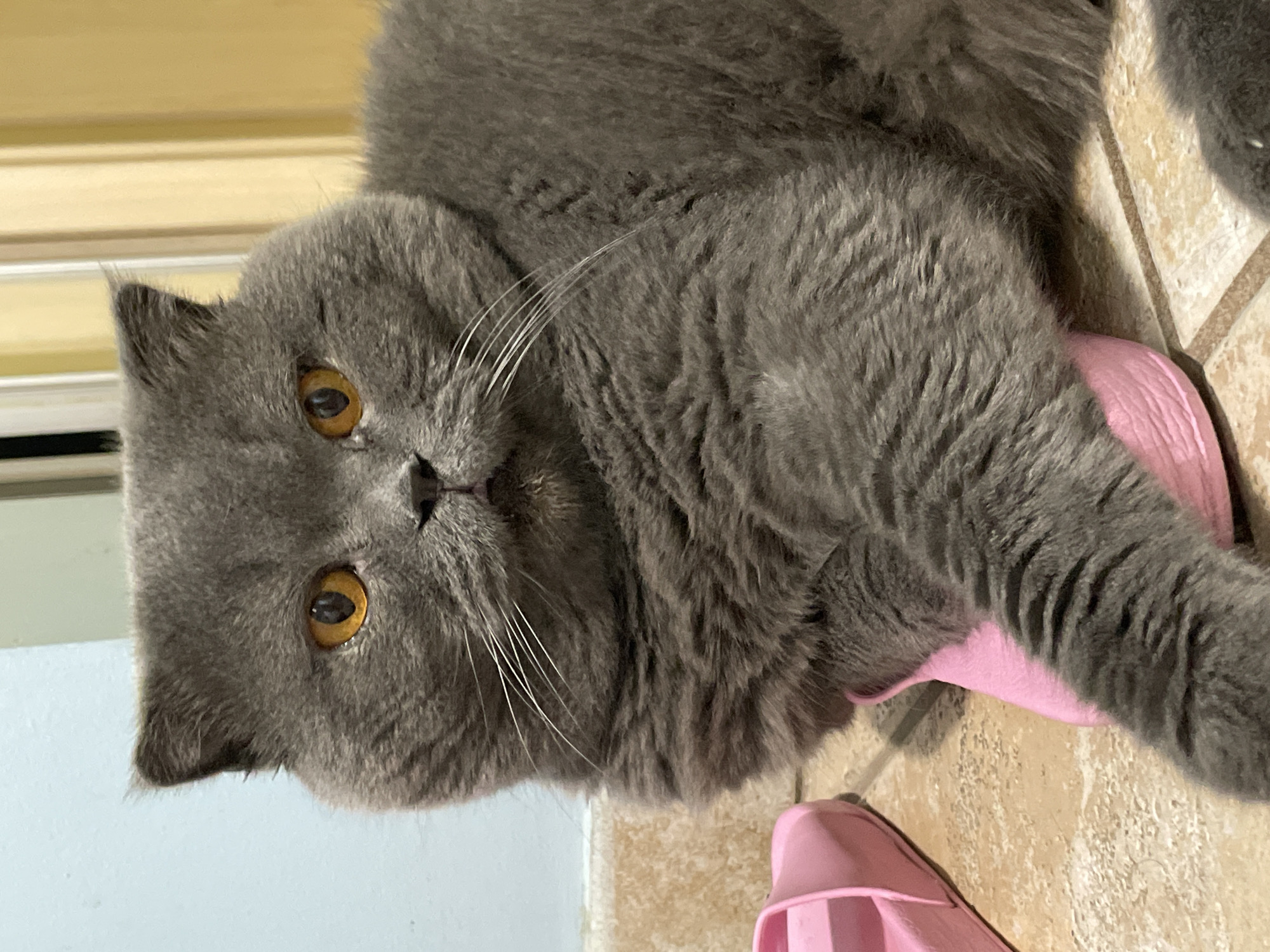 An indoor medium shot shows a fluffy, grey British Shorthair cat resting on pink slippers. The cat is looking directly at the camera with large, bright orange eyes. Its front paws are crossed over one of the slippers. The background is a tiled floor and a light blue wall. The overall scene is calm and domestic, suggesting a home environment.