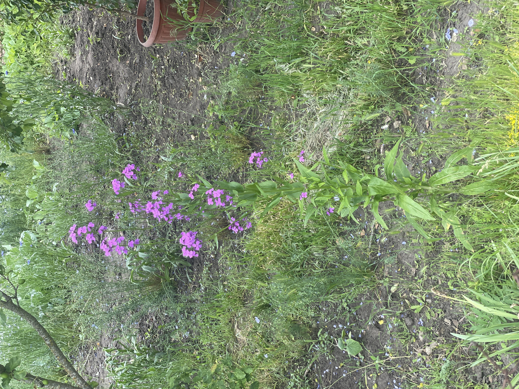 The original image and its accompanying crops provide an overhead view of a garden or natural outdoor area in Zelenyi Hai, Ukraine. The images are presented in a portrait orientation, appearing rotated 90 degrees clockwise from a typical landscape view.
**Subjects:** The central subject is a tall, leafy green plant adorned with multiple clusters of small, vibrant purple flowers. Surrounding this plant and covering much of the ground are various types of green grasses and other leafy vegetation. Scattered throughout the scene are small blue flowers, adding subtle hints of color. In the upper right section of the main image, part of a brown, terra cotta-style plant pot is visible. A tree branch, featuring several small green fruits, can be seen along the lower-left edge.
**Activity:** The scene depicts no human or animal activity; it is a static snapshot of the natural environment.
**Notable details:** The ground consists of a mixture of dark, moist-looking soil and dense patches of green grass. The lighting is natural and soft, suggesting daylight, possibly under an overcast sky or during the early morning/late afternoon. There are no strong indicators of specific weather conditions.
**Visible text:** No text is visible within any of the images.