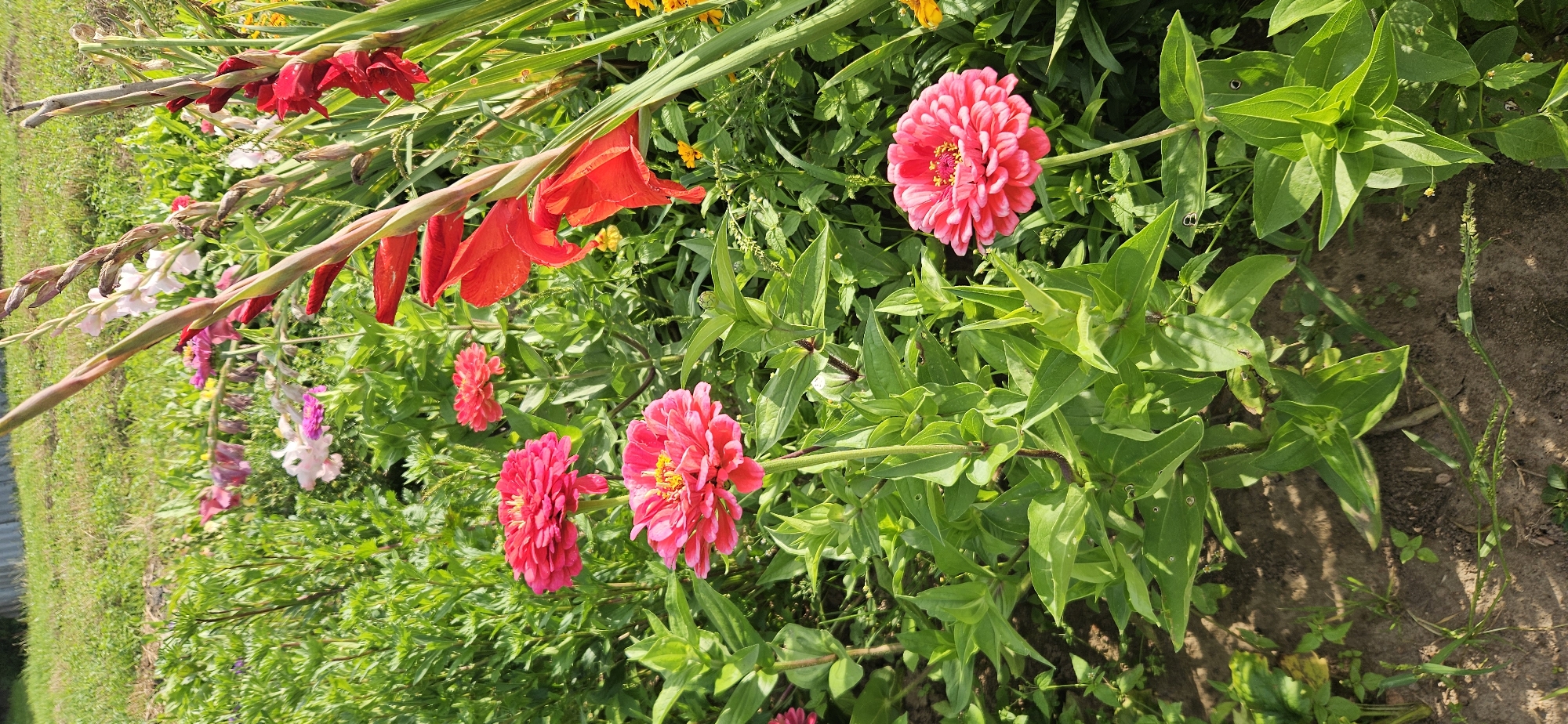This is a medium shot of a flower garden in Мазалаўскі сельскі Савет, Belarus. The garden is filled with various flowers, predominantly zinnias and gladioli, in shades of pink, red, and white. The zinnias, with their layered petals and yellow centers, are in full bloom and stand out against the lush green foliage. Tall, slender gladioli stalks with red and white flowers add height and drama to the scene. The ground beneath the flowers is a mix of dark soil and dry leaves, with some patches of sparse grass. In the background, a blurred green field and a wooden fence suggest the rural setting. The lighting indicates a sunny day, casting soft shadows and highlighting the vibrant colors of the flowers. There are no people or animals visible in the image.