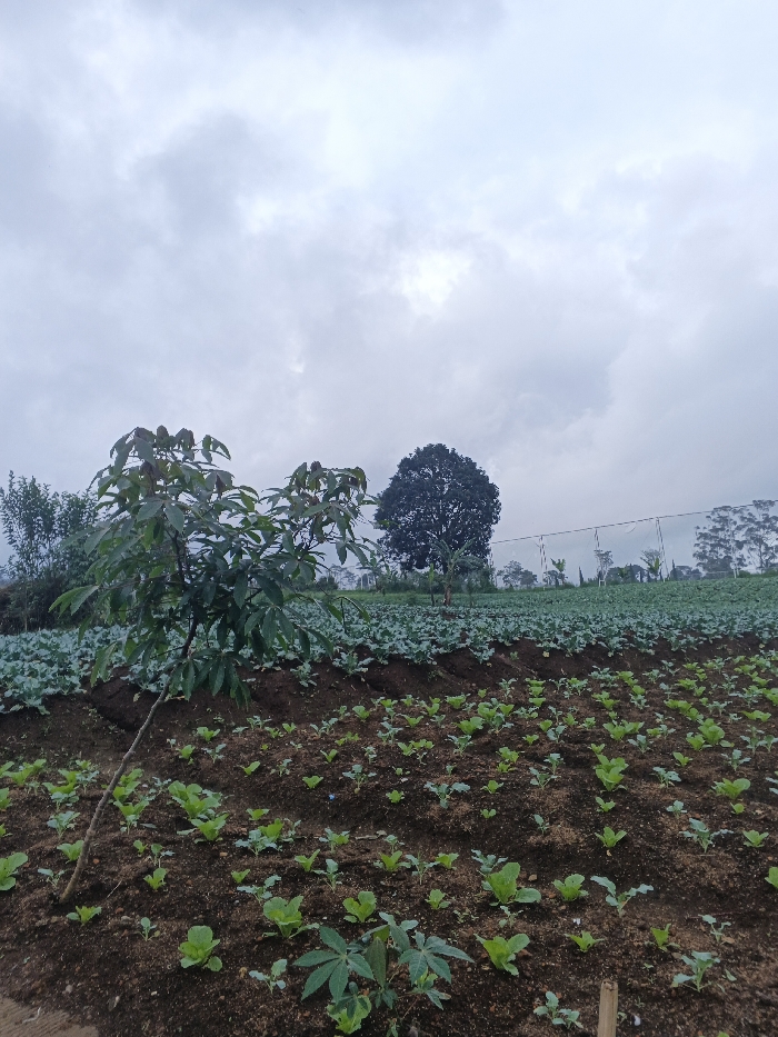 A cloudy sky overlooks a rural scene. In the foreground, a tilled field is planted with rows of small green vegetables. A young tree stands at the edge of the field, its leaves prominent. Further back, a dense row of larger cabbages lines the top of a small embankment. A large, mature tree stands out amidst the cabbages. A mesh netting structure is visible further in the background. The overall scene conveys an agricultural landscape under an overcast sky.