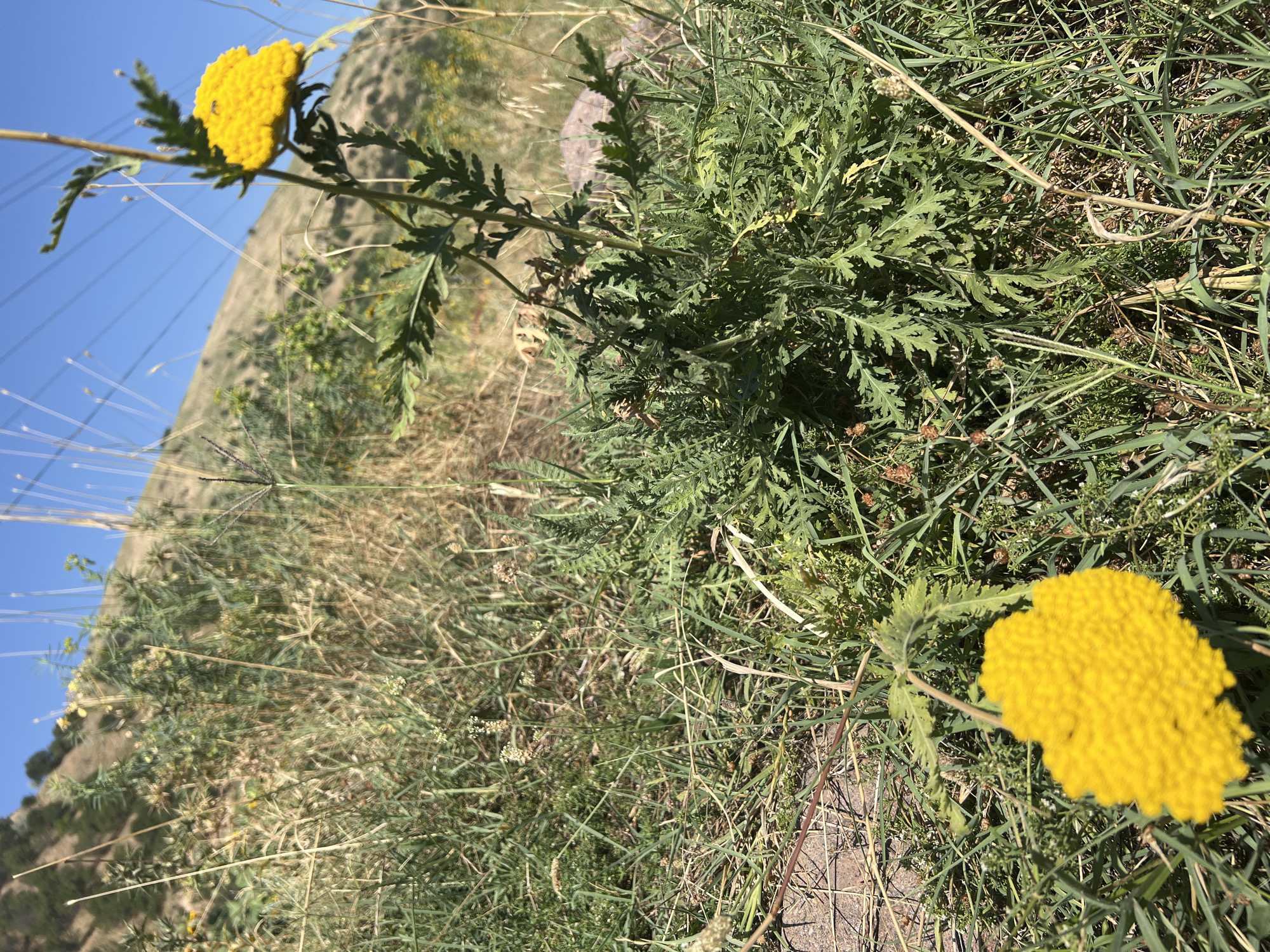 An outdoor, low-angle, close-up shot captures a wild, green plant with feathery leaves and two bright yellow flower heads in Karamazar, Uzbekistan. One yellow flower head is in the foreground on the left, and the other is further back on the right, attached to a stalk. The plant is situated in a dry, grassy environment with a dusty path visible in the lower left corner. In the background, a light brown, grassy hillside rises under a clear blue sky. Electrical wires are visible against the sky in the upper right quadrant of the image. No people or animals are present in the scene.
