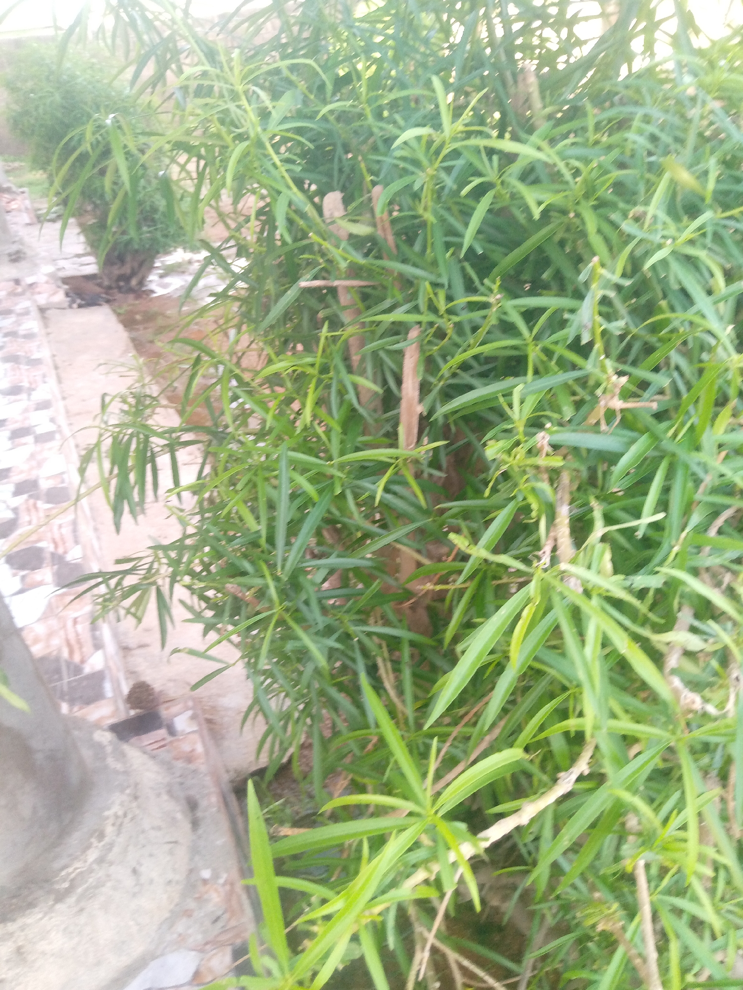A close-up shot of a dense, green bush with narrow, elongated leaves. The bush is outdoors, possibly in a residential area, as suggested by the edge of a tiled path and a concrete structure on the left side of the frame. The lighting suggests it is daytime, with the sun filtering through the leaves. The background is blurred, showing more greenery and some indistinct structures. The location is identified as Jalingo, Nigeria. There are no people or animals visible in the image. The scene is static and appears to be a normal outdoor environment.