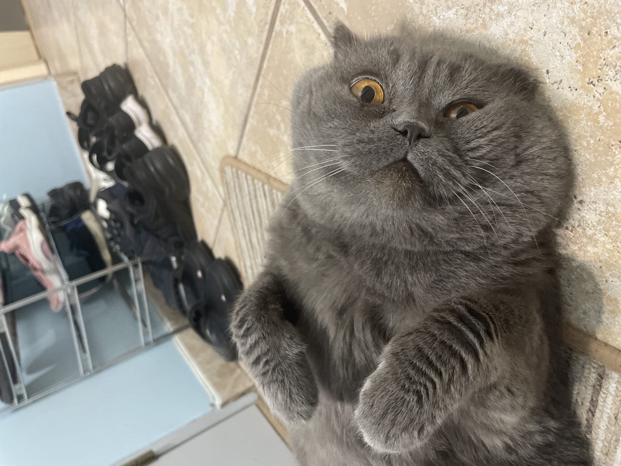 A gray Scottish Fold cat is lying on its back on a tiled surface with a clothes rack in the background. The cat has amber eyes and a fluffy coat. The clothes rack contains assorted clothes and shoes. The location is unknown.