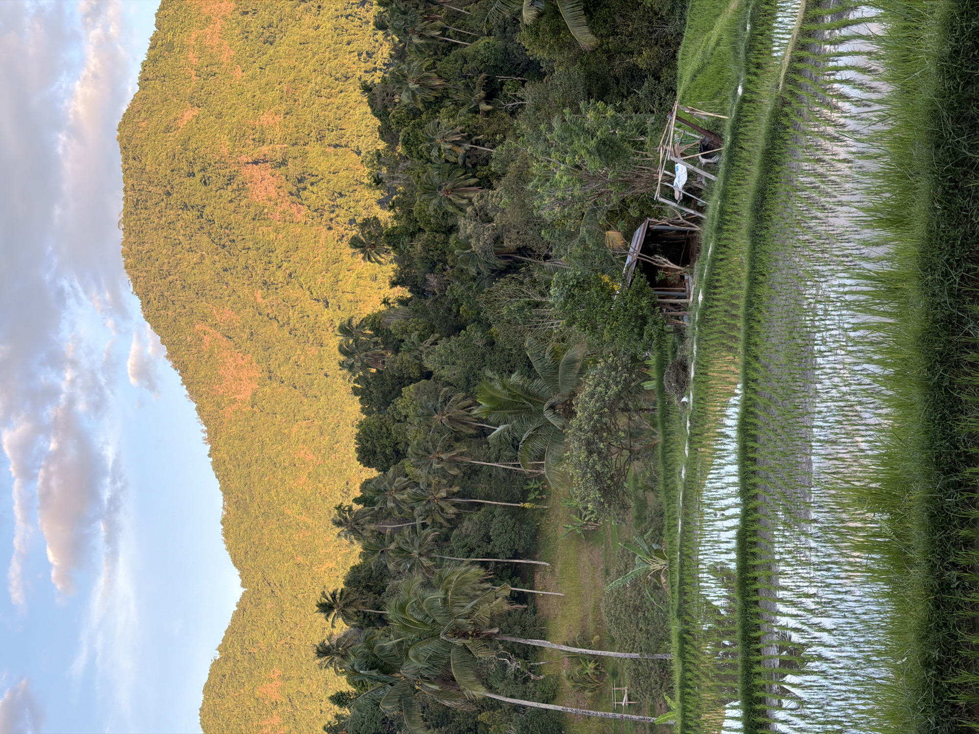 The image depicts a terraced rice paddy in Sawan, Indonesia, under a sky with scattered clouds. In the foreground, the meticulously arranged rice seedlings are submerged in water, reflecting the surrounding environment. A dilapidated wooden structure, likely a shelter or storage hut, stands on the edge of the paddy, with another partially collapsed structure nearby, suggesting a rustic and functional agricultural setting.
Beyond the rice fields, a dense tropical forest covers a hillside, characterized by an abundance of palm trees and other lush vegetation. The foliage is a vibrant green, indicating a healthy and thriving ecosystem. Looming in the background is a majestic mountain, its slopes covered in dense forestation. The setting sun casts a warm, golden light on the mountain's face, highlighting its rugged contours and creating a dramatic contrast with the shadowed valleys. The overall impression is one of natural beauty and rural tranquility.