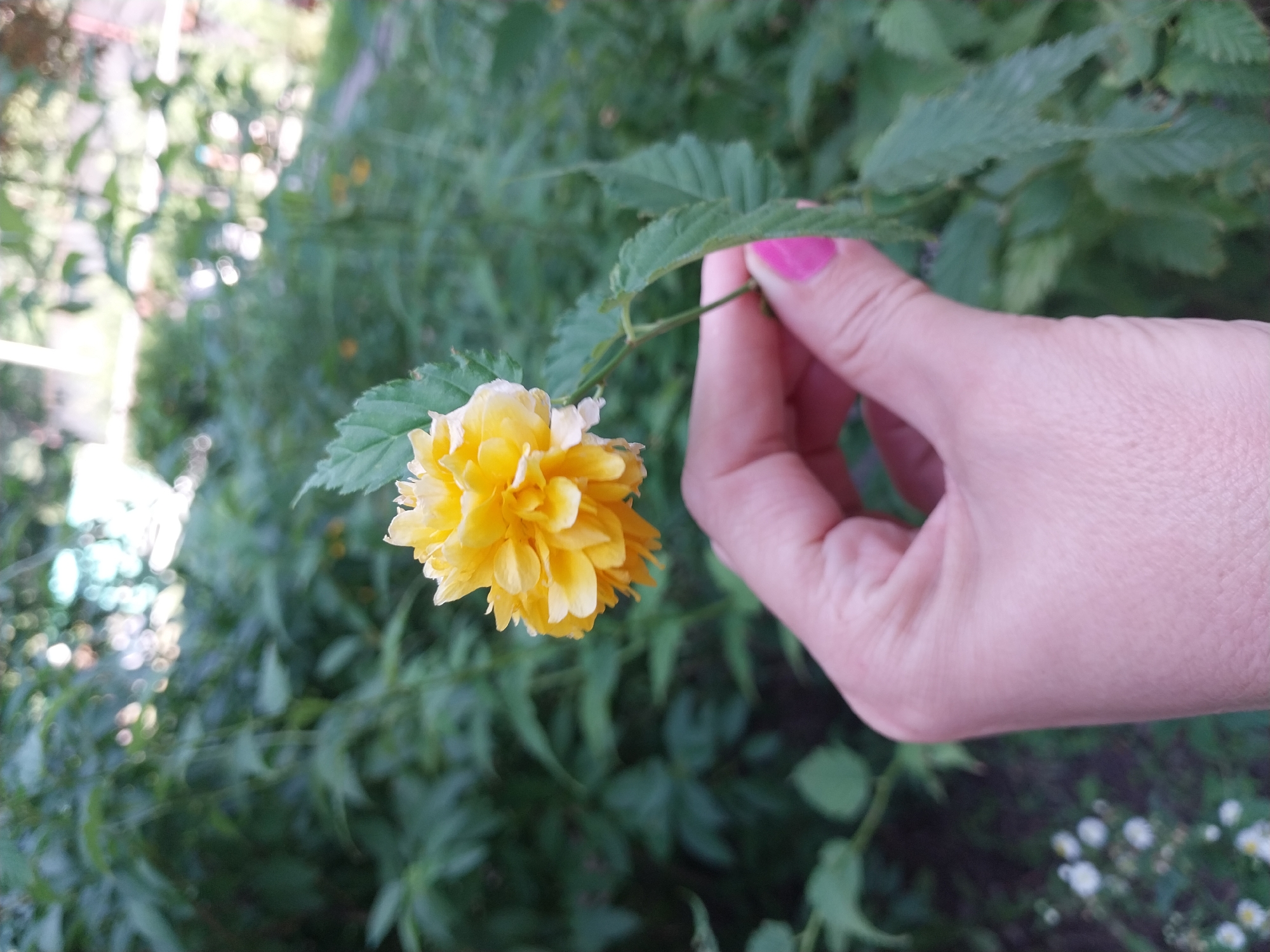A close-up shot shows a hand holding a bright yellow, multi-petaled flower against a blurred background of green foliage. The hand has light skin and is painted with bright pink nail polish. The flower is in focus, with its delicate petals clearly visible. The background is a soft wash of green, suggesting an outdoor setting, possibly a garden or park. The scene appears to be in the city of Dnipro, Ukraine, based on the provided information.