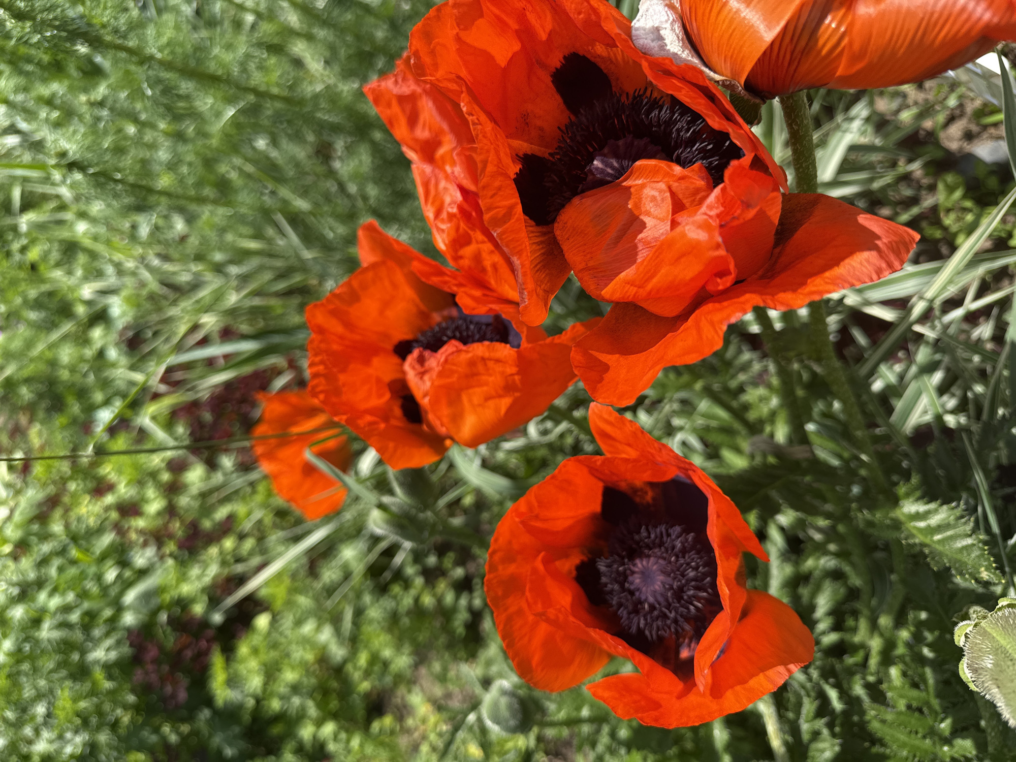 The image shows several vibrant red poppies with dark centers in a garden setting. The flowers are in focus in the foreground, with a blurry green and reddish background, suggesting foliage and possibly other plants. The lighting indicates a sunny day. The location is specified as Марковский, Russia.