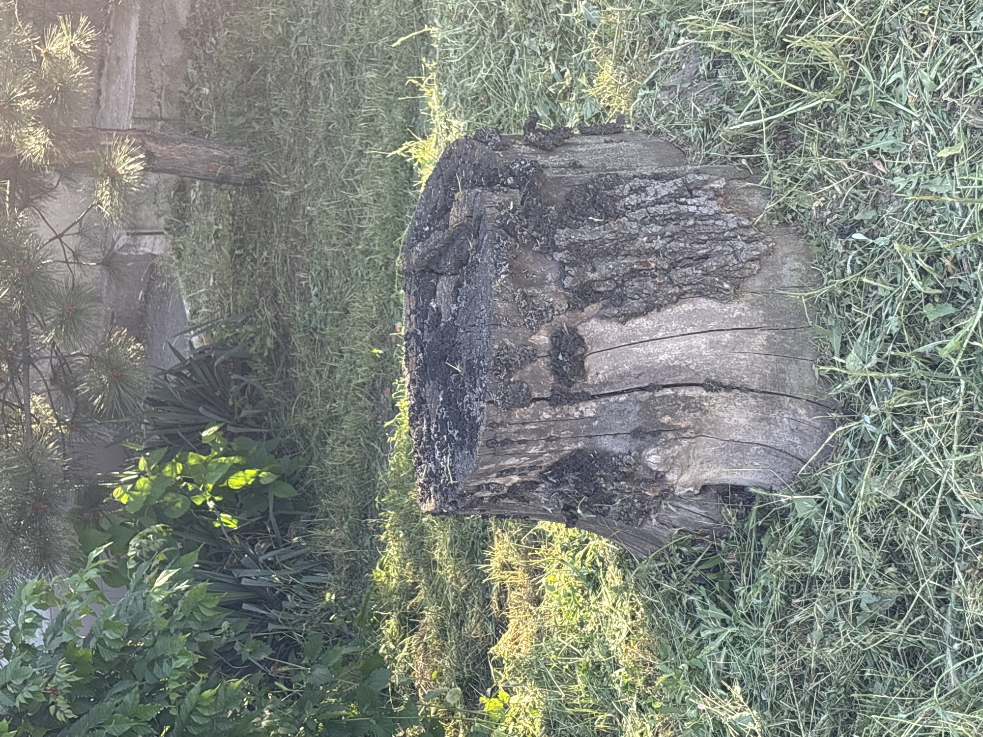 A close-up, eye-level shot shows a weathered tree stump sitting in a grassy area. The stump is rough and gray, with a dark, charred top. Surrounding the stump is a dense layer of green grass, some of which appears freshly cut. In the background, to the left, is a lush green bush with broad leaves, catching dappled sunlight. To the right and further back, a portion of a pine tree with long needles is visible, its trunk dark and textured. A concrete structure, possibly a wall or pathway, is partially visible behind the pine tree. The overall scene suggests an outdoor environment, likely a yard or park, during daylight. There are no people or animals present in the image.