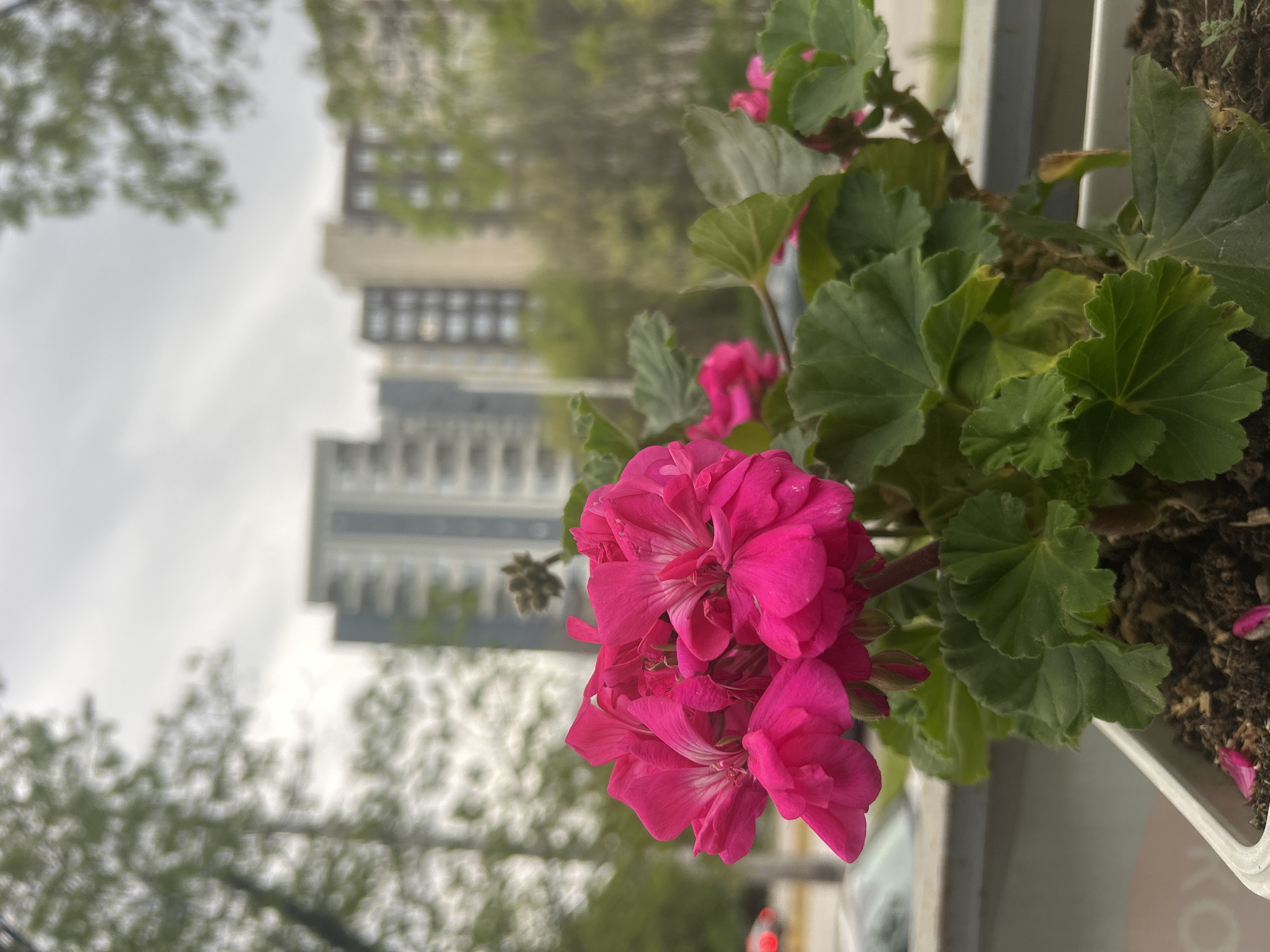 The image, presented rotated 90 degrees clockwise, offers a close-up view of vibrant pink flowers blooming in a planter. The central subjects are a cluster of richly colored, multi-petaled flowers, likely geraniums or pelargoniums, some displaying delicate white streaks. Several unopened flower buds are visible alongside the mature blooms. Surrounding the flowers are numerous green leaves with a slightly ruffled texture.
These plants are contained within a white or light-colored rectangular planter, with dark soil visible, some of which has fallen pink petals scattered on its surface.
The background is intentionally blurred, placing strong emphasis on the foreground flora. Through the blur, an urban setting is evident. Several multi-story buildings with numerous windows are discernible, suggesting a cityscape. Green foliage from trees or bushes is also visible in the background, particularly in the upper and middle sections, indicating the presence of nature within the urban environment. The sky appears overcast or cloudy, contributing to a soft, diffused daylight. A faint red light, possibly a traffic signal or car taillight, is barely visible in the lower right background. The scene captures a moment of natural beauty within a city context, consistent with a location like Sofia, Bulgaria. No text is visible in the image.