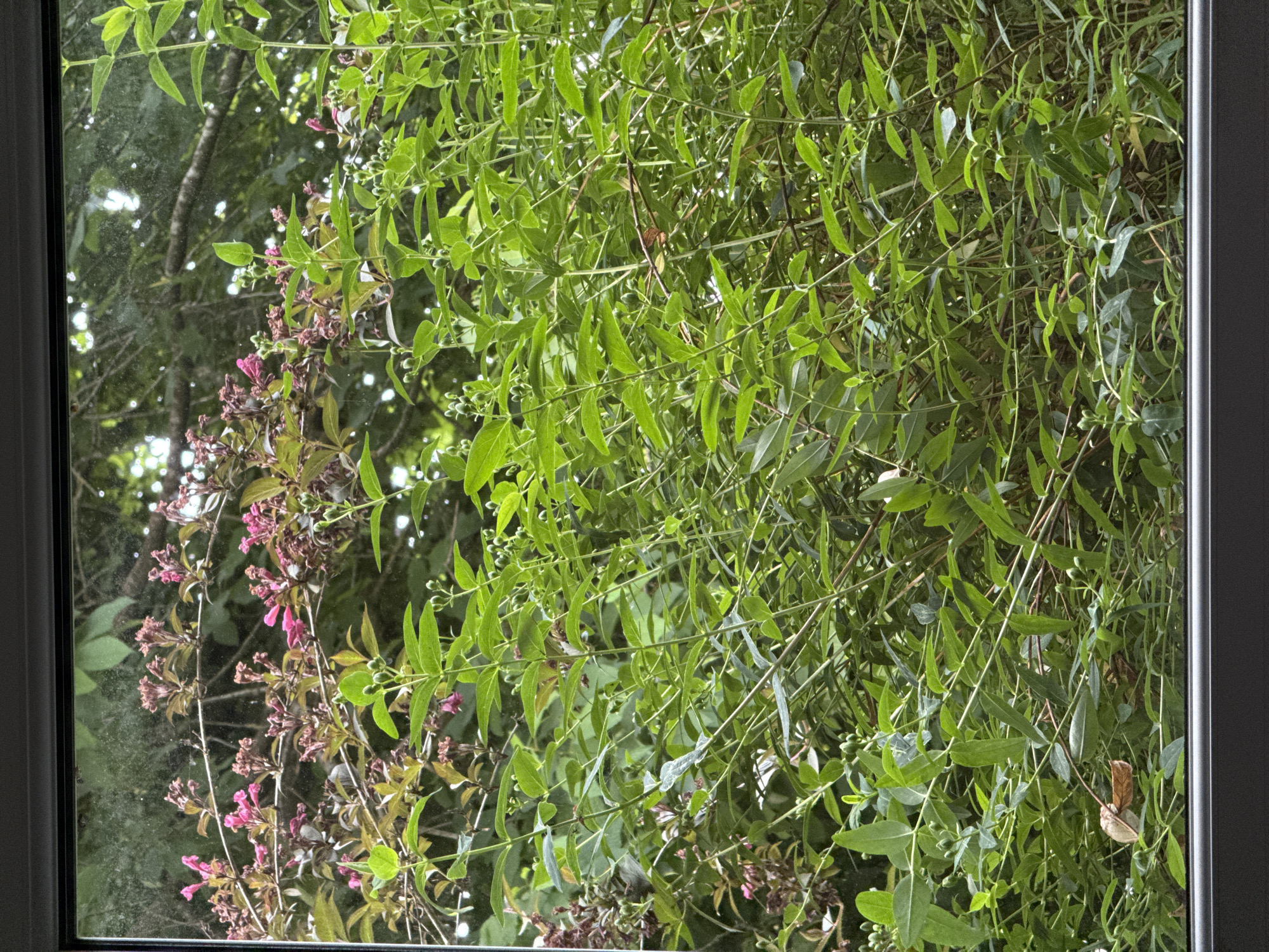 A view from inside a building in Hazlemere, United Kingdom, shows a window with a dark gray frame. The window overlooks dense green foliage with a variety of leaves. Some sections of the foliage have pink flowers. The glass of the window is somewhat obscured, especially in the top left corner, as if it needs cleaning. Through the partially obscured glass, other trees and patches of sky are visible.