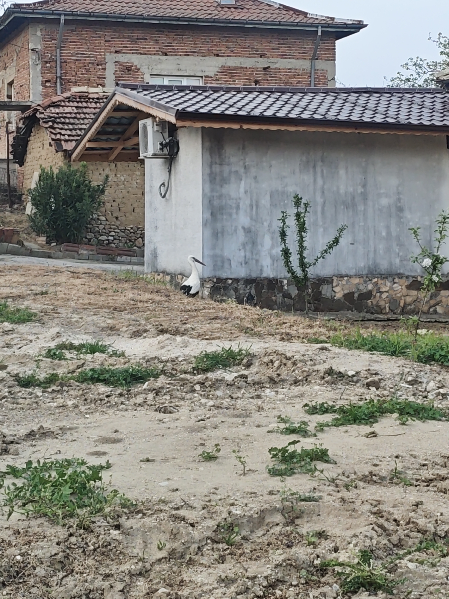 The image depicts a rural or semi-rural scene in an unidentified location. The foreground features a dirt ground with sparse green vegetation. A white stork is standing near a building. The building is a single-story structure with a concrete exterior and a tiled roof. An air conditioning unit is mounted on the side of the building. In the background is a brick building with a tiled roof. Vegetation is also present in the background. The overall environment suggests a rural or suburban setting.