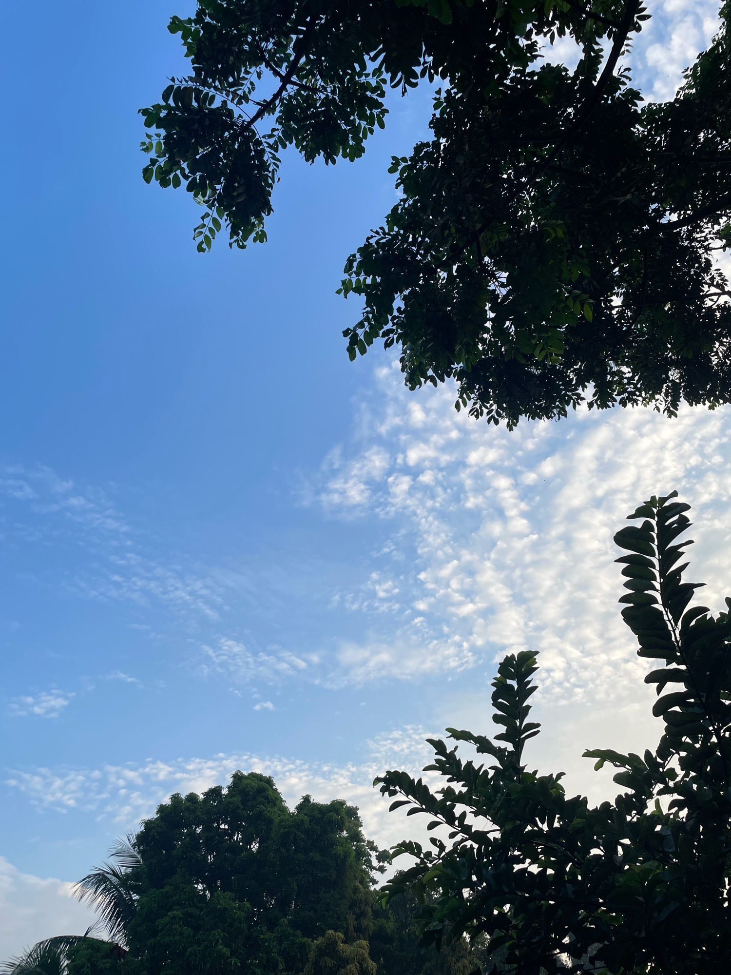 This image depicts a view of the sky from below, framed by the dark silhouettes of trees and foliage. The sky is a vibrant blue, interspersed with wispy white clouds that form streaks across the frame. In the upper portion of the image, the branches and leaves of trees are visible against the sky, creating a dappled effect. Towards the bottom of the image, more dense tree canopies are seen, with some palm fronds also visible on the left side. The lighting suggests it could be early morning or late afternoon, given the angle of the sun and the soft quality of the light on the clouds. The scene is natural and appears to be outdoors, likely in a location with abundant greenery. Without further information, a specific location within Dattapata, Bangladesh, cannot be pinpointed from the visual data alone. There are no people or any specific actions or interactions observable in the image.