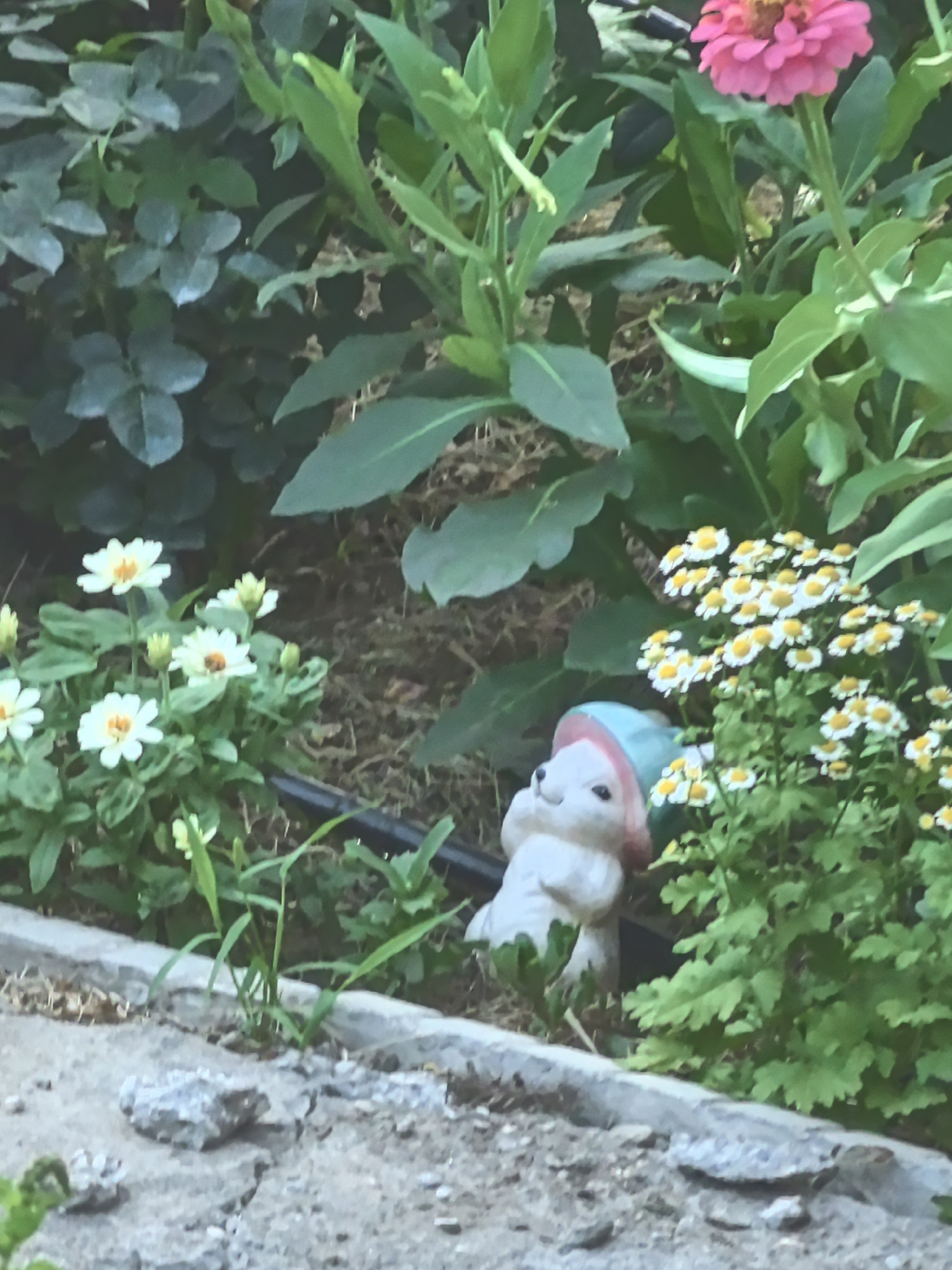 The image depicts a close-up view of a garden bed with various plants and a small garden gnome. A bright pink zinnia is visible in the upper right corner. To the left, several white flowers with yellow centers are blooming. In the center-right of the frame, a small, white garden gnome, possibly shaped like a rabbit, is positioned near a cluster of small white flowers with yellow centers, which appear to be feverfew or a similar daisy-like flower. The gnome is wearing a blue and pink hat. The ground is covered with dark soil and some dried leaves or mulch. A concrete border or edging is visible along the bottom of the frame, with scattered rocks and patches of dirt. The scene is illuminated by natural light. The location is identified as being in the city of Taldykorgan, Kazakhstan.