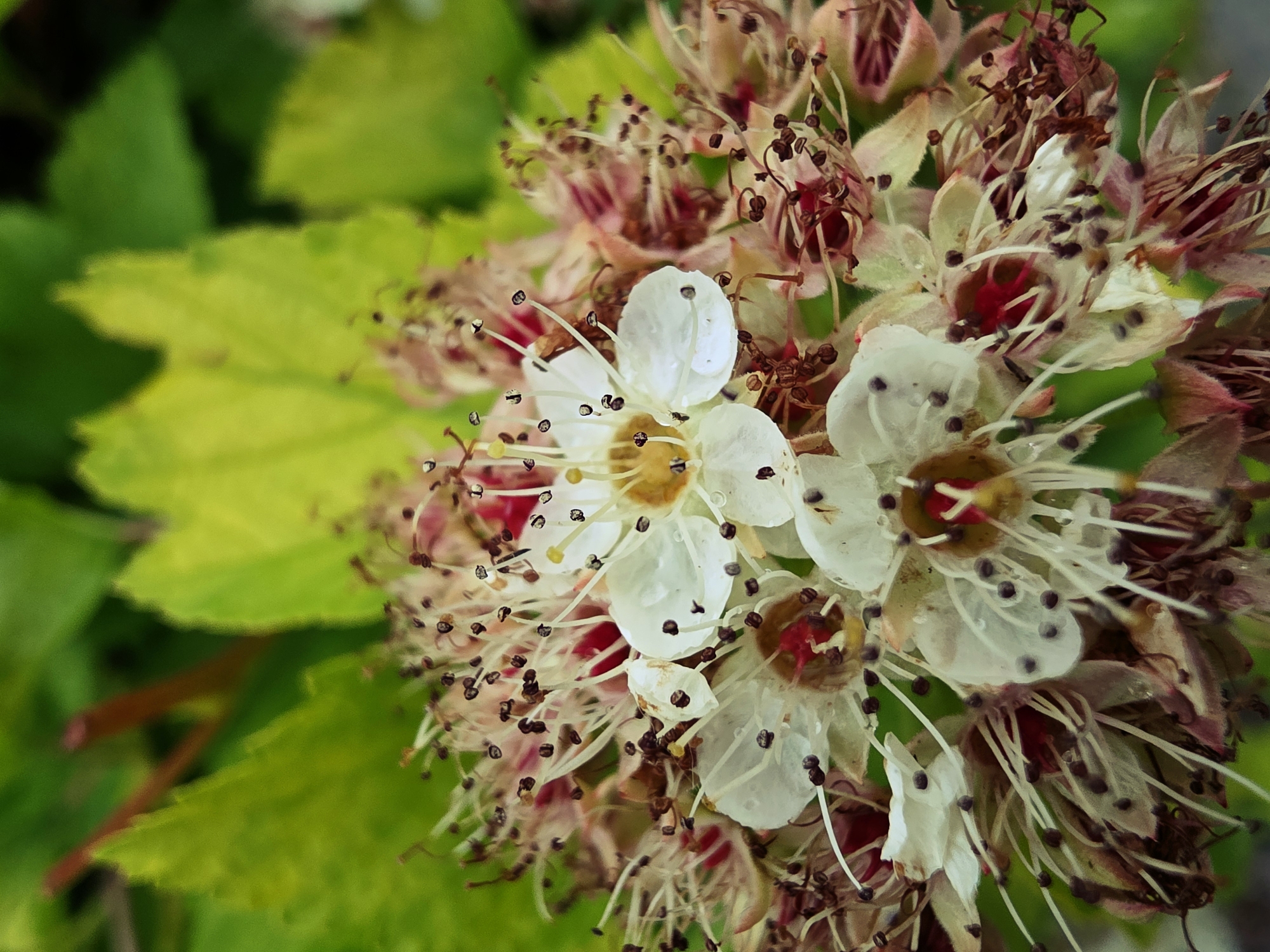 The image depicts a close-up of a cluster of small, white, five-petaled flowers, located in the city of Chaikovsky, Russia. The flowers are in varying stages of bloom, with some petals appearing fresh and adorned with minute water droplets, while others exhibit slight browning and curling, indicating senescence. Each visible flower features numerous long, thin white stamens radiating from its center, each filament topped with a small, dark brown to purplish-black anther. The central reproductive structures vary, with some displaying bright yellow or golden pistils, and others showing more pronounced reddish or pinkish elements, particularly in older blooms. The flowers are tightly clustered, forming a dense inflorescence. The background is entirely out of focus, composed of vibrant green foliage with hints of blurred reddish stems, suggesting a natural outdoor environment. The lighting is bright and natural. No individuals, animals, or man-made objects are present in the frame.