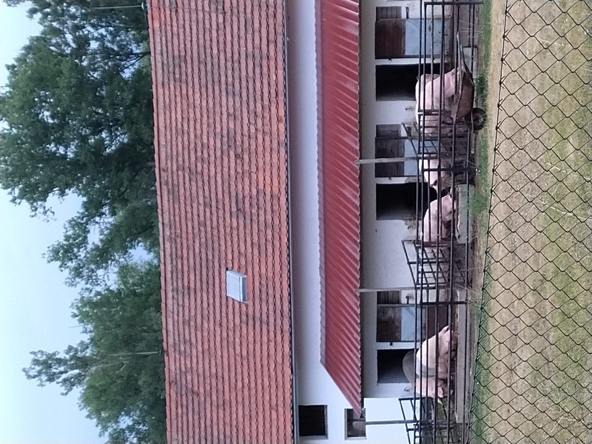 The image shows a farm building with a red tiled roof and a smaller red awning extending from the front. The building has several open doorways and windows. In front of the building, there are several pink pigs within a fenced enclosure. Some of the pigs are lying down, while others are standing. A wheelbarrow is also visible in the enclosure. The ground in front of the enclosure is covered with dry grass and a wire fence. In the background, there are trees. This scene appears to be located on a farm in Dobev, Czechia.