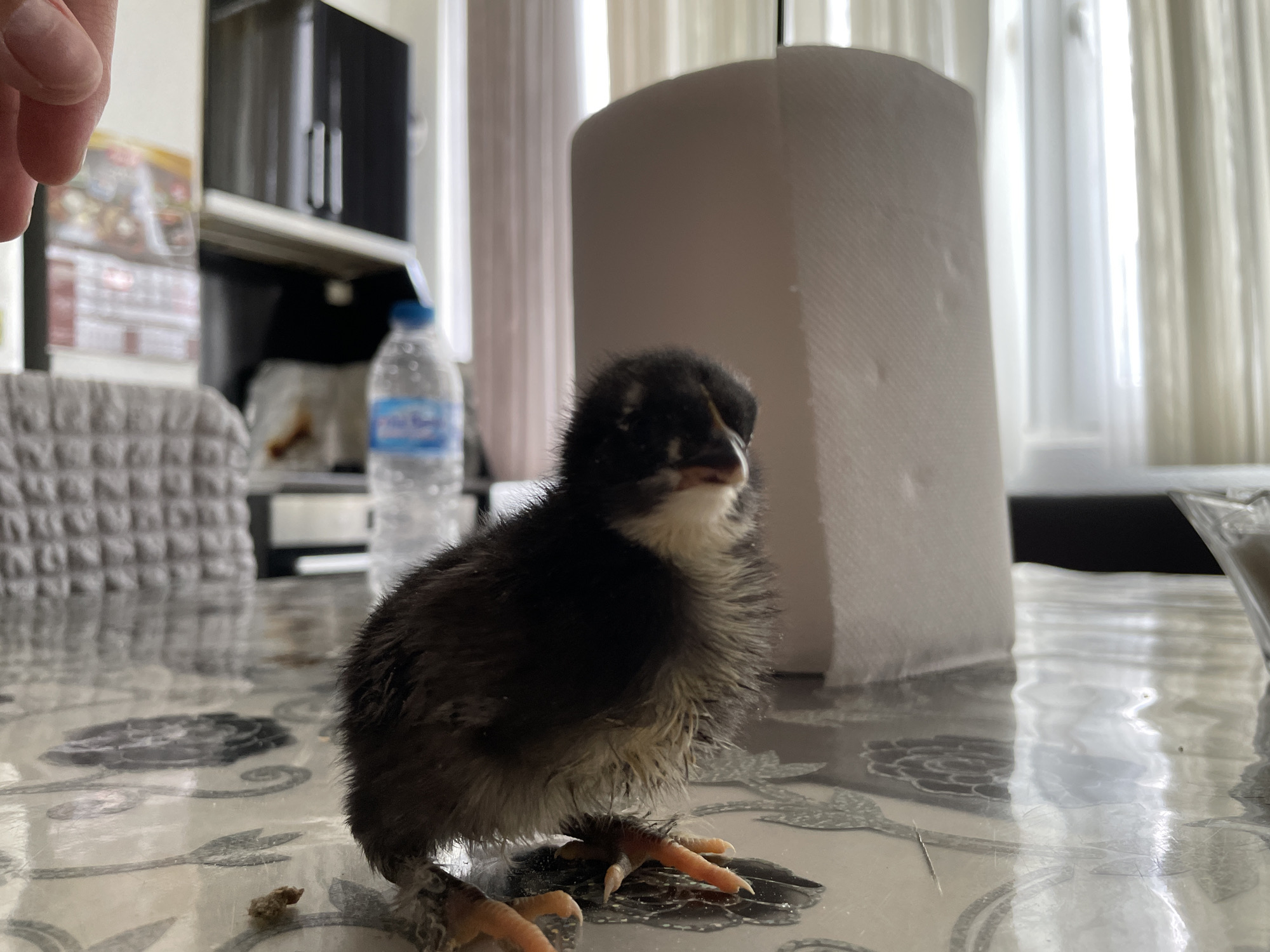 A young, fluffy black chick with hints of tan and white is positioned in the foreground of the image. It is standing on a patterned table surface, with its bright orange legs and feet clearly visible. In the background, a large roll of white paper towels stands upright. To the left of the chick, a partially visible plastic bottle of water with a blue label is present. Further in the background, a glimpse of kitchen cabinets and a window with light-colored curtains can be observed. The scene appears to be indoors, possibly in a domestic setting. There is no indication of the location being Zlatograd, Bulgaria.