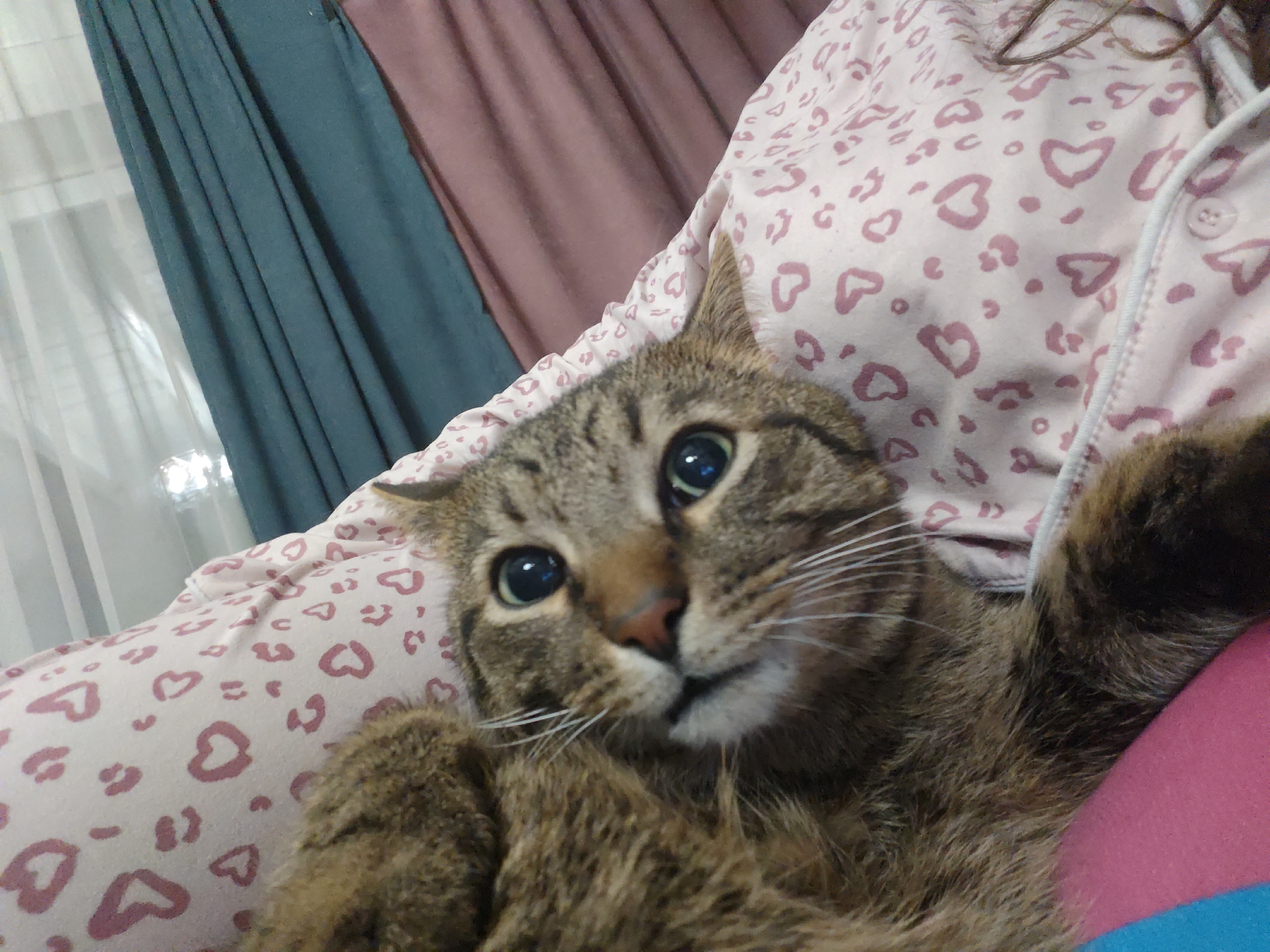 A brown tabby cat lies on a pink and white heart-patterned garment, possibly a pajama top. The cat is looking directly at the camera with wide eyes. Background details include teal and brown curtains. The location, Свистуха (кузяевский С/о), Russia, cannot be confirmed or refuted based on visual information alone.