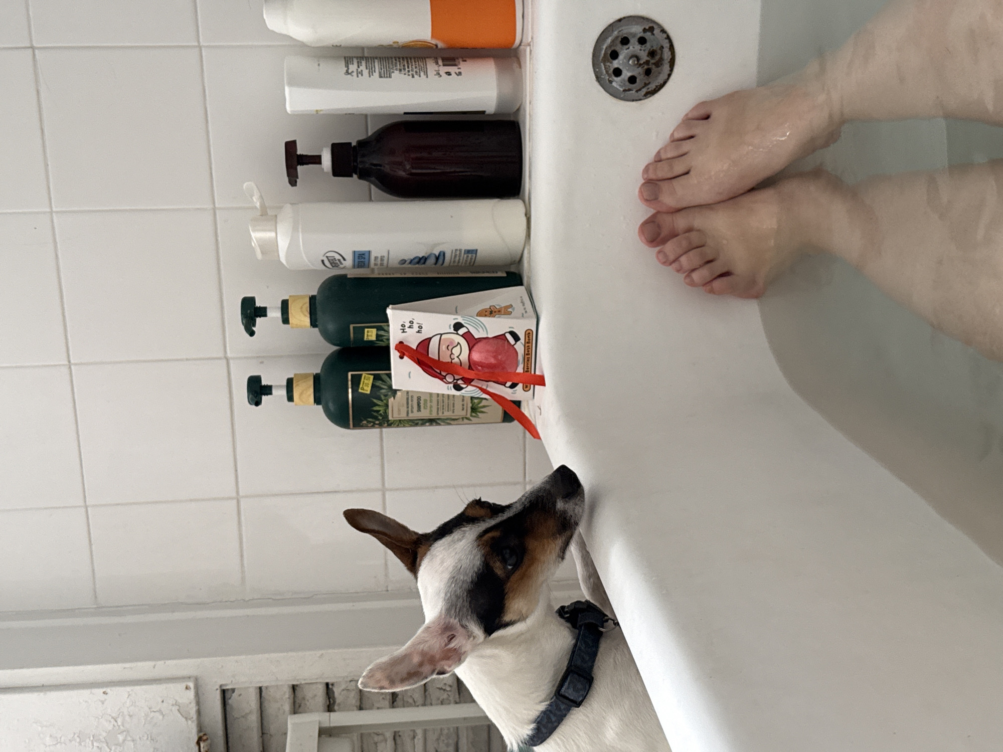 A person is in a bathtub filled with water, their bare feet visible near the drain. The tub's edge is lined with multiple bottles of shampoo and other toiletries. A small dog with a white, brown, and black coat is looking up at the tub's edge, close to a box decorated with a Santa Claus image. The location is a bathroom, possibly in Petah Tikva, Israel. The wall behind the tub is tiled, and there's a glimpse of a white cabinet or baseboard near the bottom of the frame.