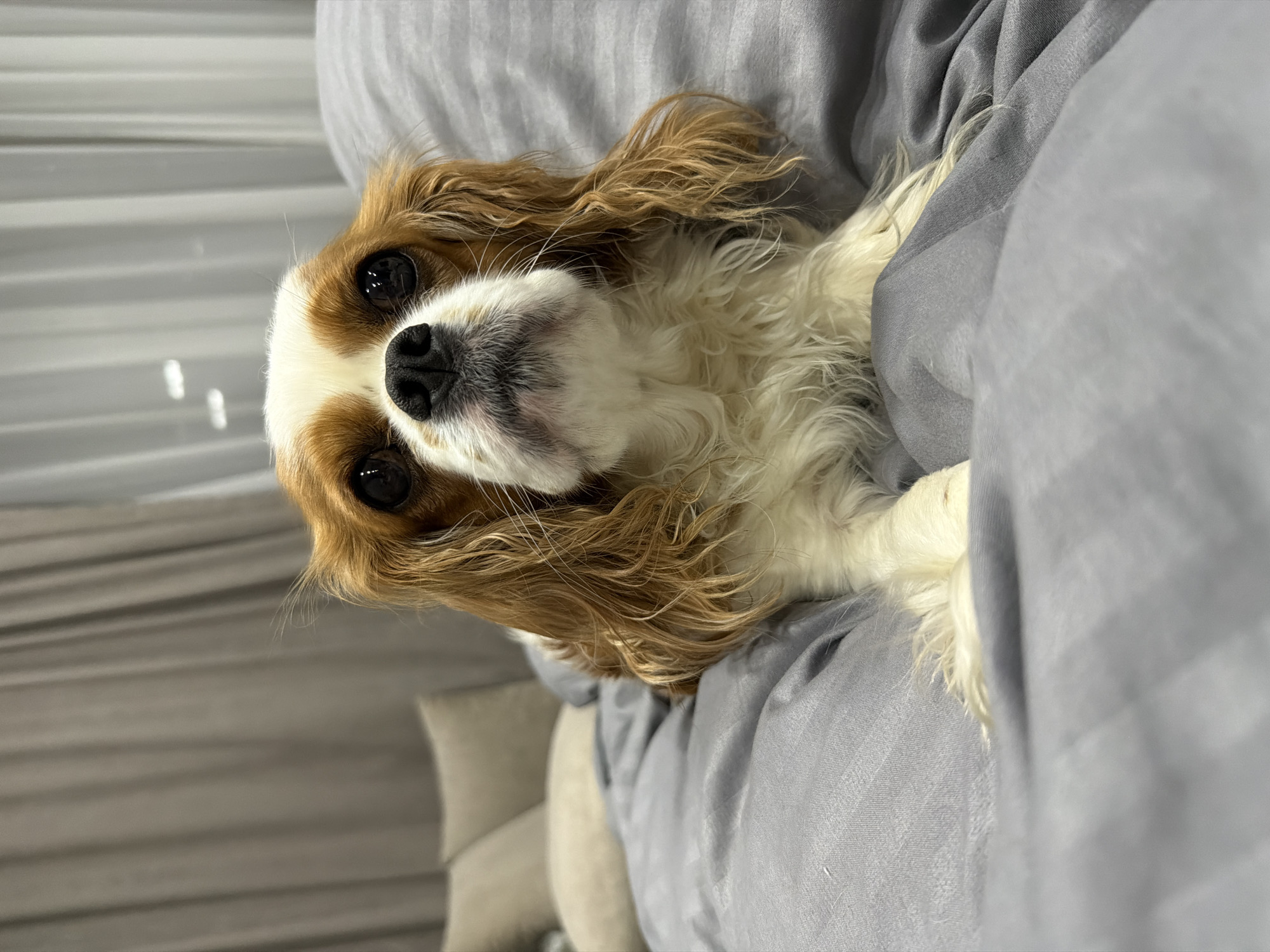A Cavalier King Charles Spaniel is lying on a gray bed, looking up at the camera. The dog is mostly white with brown markings on its head and ears. The background includes a gray pillow and a glimpse of a window with blinds. The location information is not discernible from the image.
