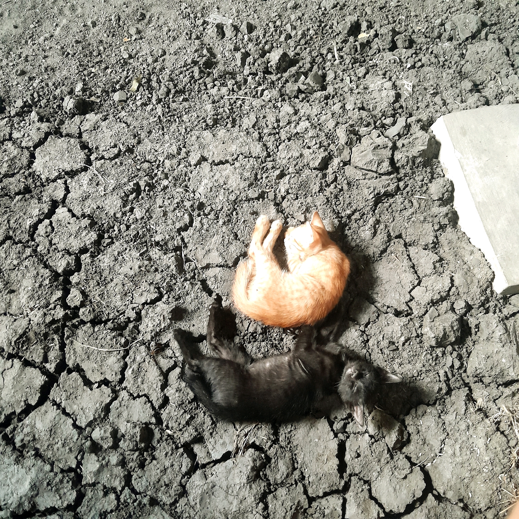 An overhead, medium shot captures two kittens sleeping on cracked, dry earth. To the right, an orange tabby kitten is curled into a tight ball, its paws tucked beneath its body, facing away from the camera. Below and to the left of the orange kitten, a black kitten lies on its back, paws outstretched. The ground is a mosaic of gray, cracked mud, with some scattered dry grass and pebbles. A light gray, concrete-like slab occupies the upper right portion of the frame. The lighting suggests it is daytime, casting shadows from the kittens onto the earth.