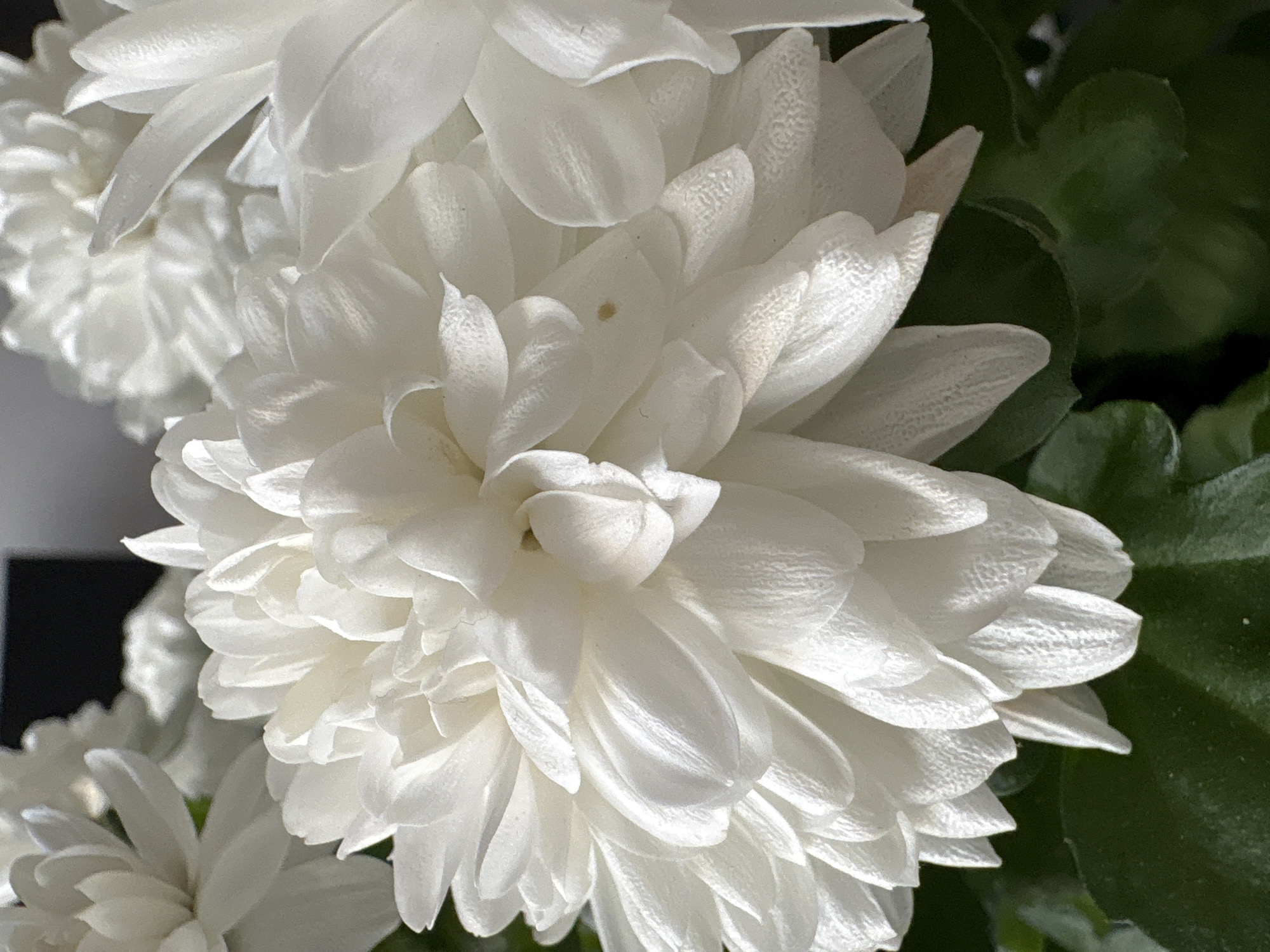 The image shows a close-up of a white chrysanthemum flower. The flower has numerous layers of white petals, and some green leaves are visible in the background. The location in Plovdiv, Bulgaria is not discernible from the image.