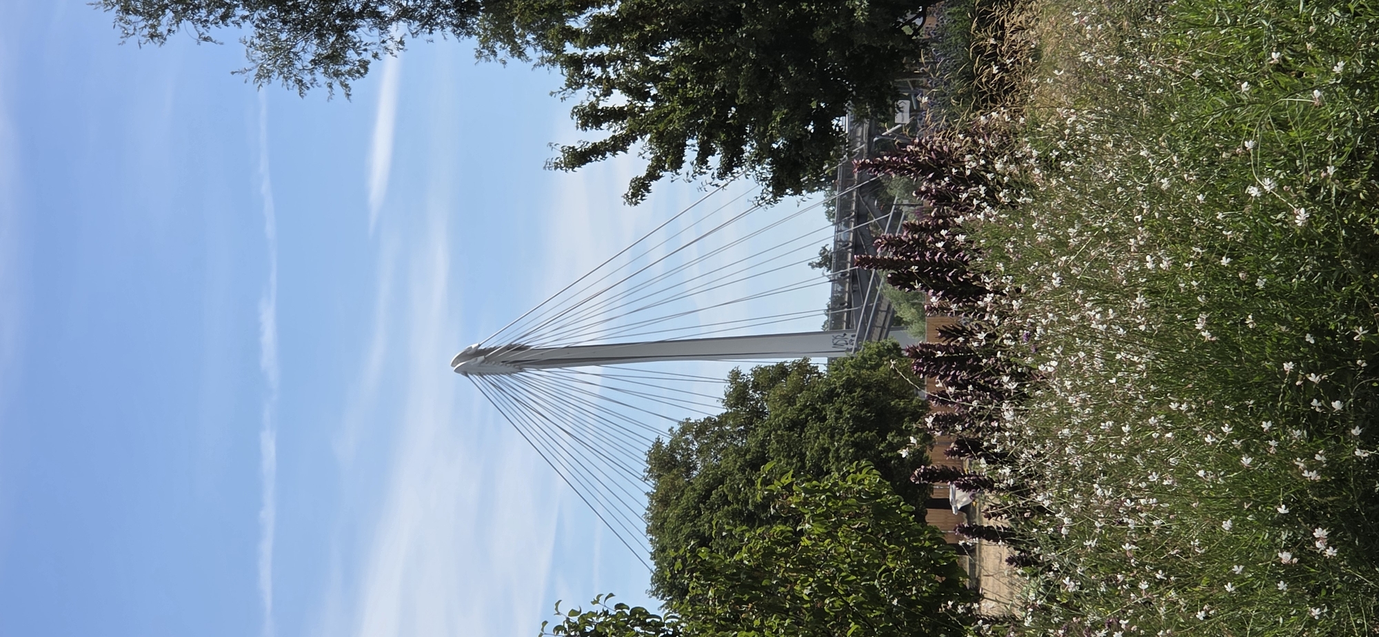 This is a vertical, eye-level, medium shot of a cable-stayed bridge in Strasbourg, France. The bridge is white and its cables are prominent against the blue sky. The sky is mostly clear with a few wispy clouds. In the foreground, there are trees and flowers, with a dense patch of small white flowers in the lower portion of the image. A taller, dark purple flowering plant is visible behind the white flowers. The bridge's central pylon is visible, with many cables extending from it to the bridge deck, which is partially obscured by trees and vegetation. There are also trees and foliage on either side of the bridge, and some graffiti is visible on a section of the bridge structure. The overall scene suggests a park-like setting adjacent to the bridge.