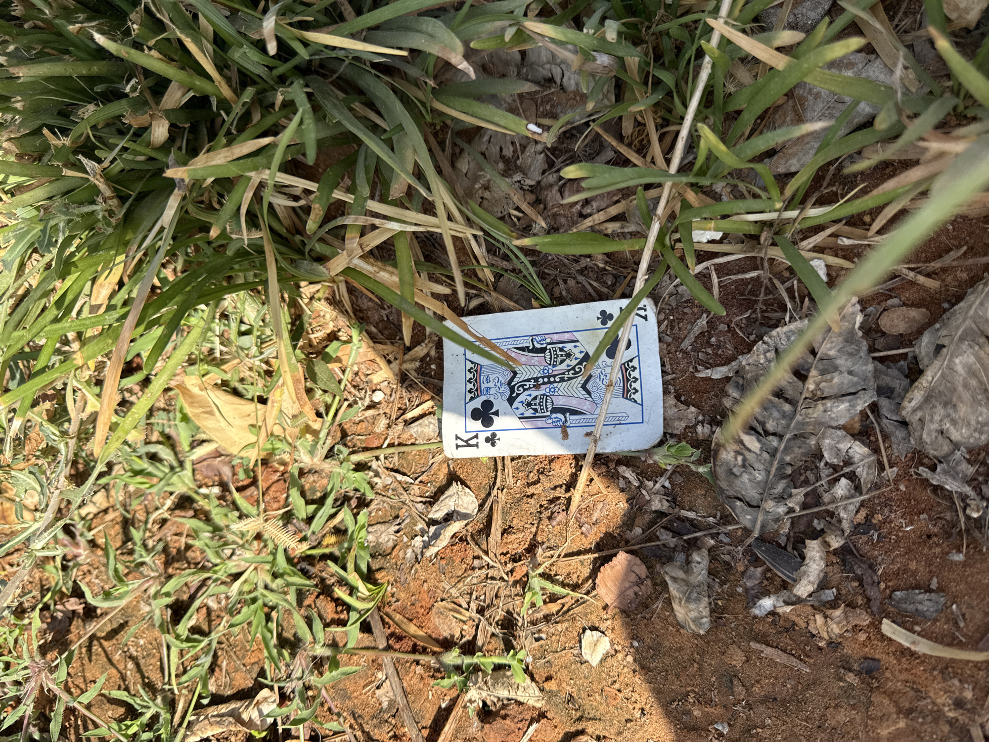 A close-up, eye-level shot shows a single playing card lying face-up on the ground amidst dry leaves, twigs, and sparse green grass in Lod, Israel. The card, which appears to be the King of Clubs, is slightly creased and partially obscured by blades of grass. The ground is a mix of reddish-brown soil and dry, light-brown debris. Sunlight casts shadows, highlighting the textures of the uneven terrain and vegetation. The overall scene suggests an outdoor, possibly neglected, area within the city.