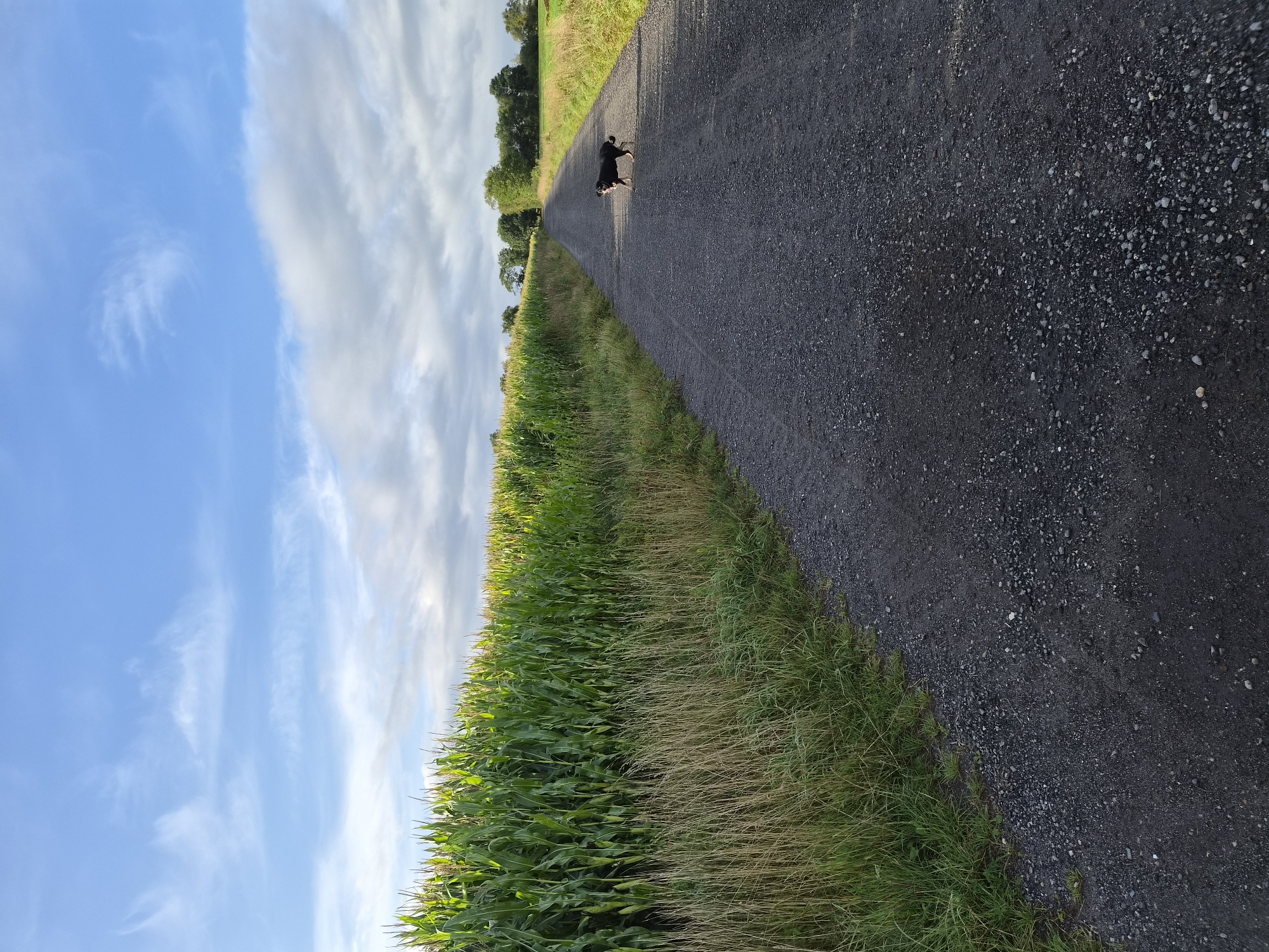 A black dog stands on a gravel road. The road is flanked by a field of corn on the left and a grassy field on the right. In the distance, trees line the horizon under a partly cloudy blue sky. The scene is consistent with rural landscapes found in the vicinity of Schiffdorf, Germany.