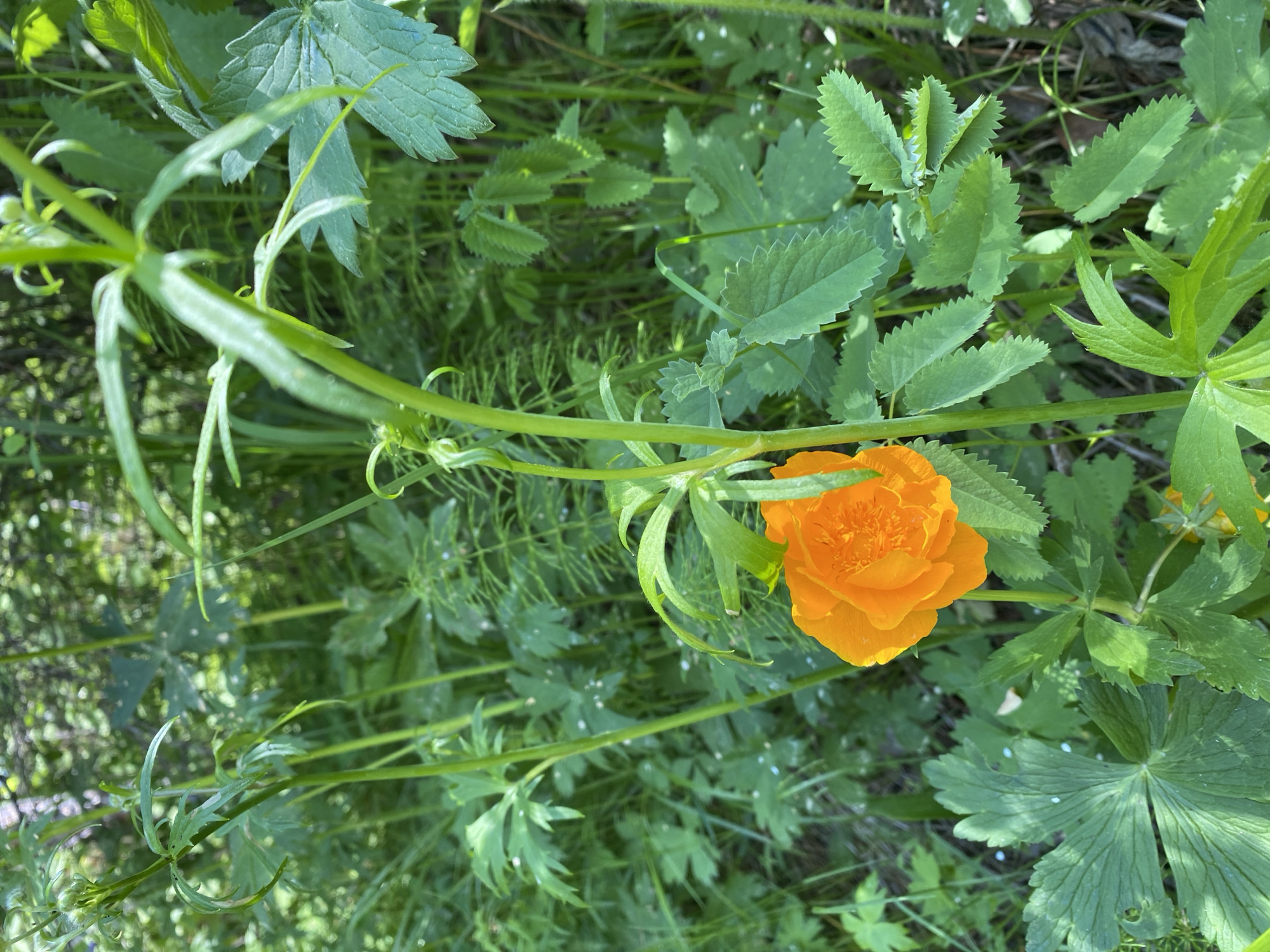 This is a close-up, eye-level photograph of a single, bright orange flower blooming in a natural, wooded environment. The flower, which appears to be a Globe Flower (Trollius), has multiple ruffled petals and is the primary subject, positioned slightly left of center. It is surrounded by lush green foliage, including large, palmate leaves with serrated edges and thinner, feathery leaves. The background is a blur of green and brown, suggesting trees and other vegetation. The lighting indicates it is daytime, likely with dappled sunlight. The scene is situated in the city of Bolshoy Lug, Russia, a location known for its natural beauty and potential for diverse flora. No people or human activity are visible in the image.