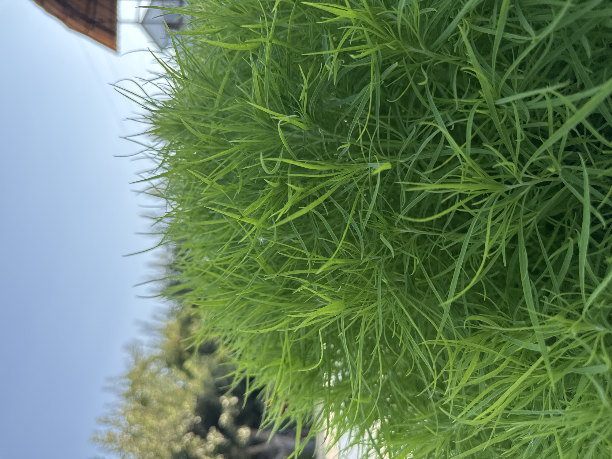 A close-up, low-angle shot captures the dense, feathery foliage of a green plant, likely a type of ornamental grass or a similar weed. The plant's thin, needle-like leaves are a vibrant green and densely packed, creating a soft, textured mass that fills the majority of the frame. In the background, the scene is softly out of focus. The sky is a clear, pale blue, suggesting it is daytime. To the left, a blurred mass of green foliage hints at trees or other vegetation. To the right, a portion of a building with a reddish-brown, tiled roof and a white structure is visible, also out of focus. The overall impression is of an outdoor setting, likely a garden or yard. The image does not depict any people, actions, or interactions.