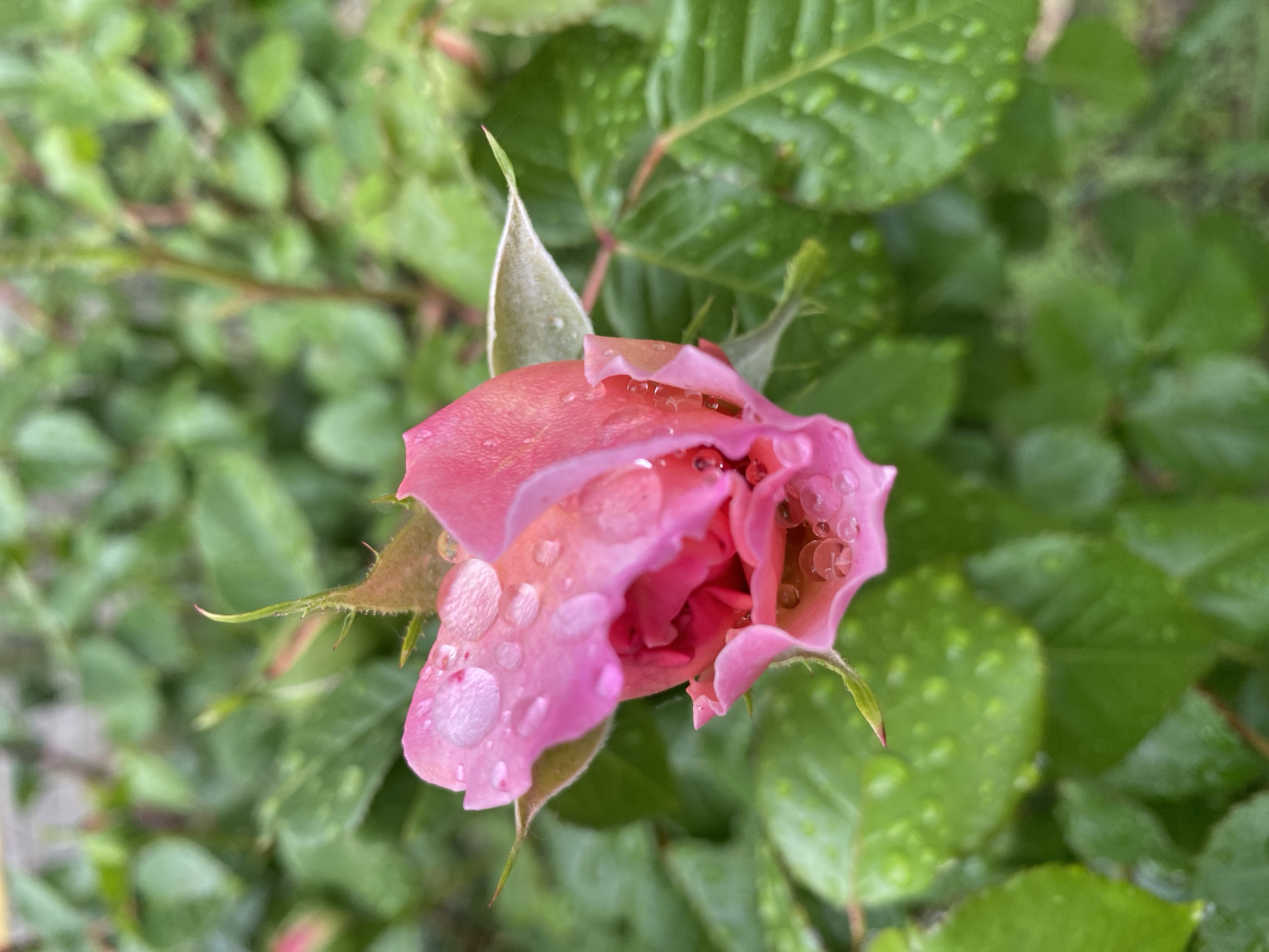 A close-up shot depicts a pink rosebud, partially open, adorned with water droplets. The bud is surrounded by green leaves, some also bearing droplets. The background consists of more foliage, creating a blurred green backdrop. The location is Dnipro, Ukraine.
