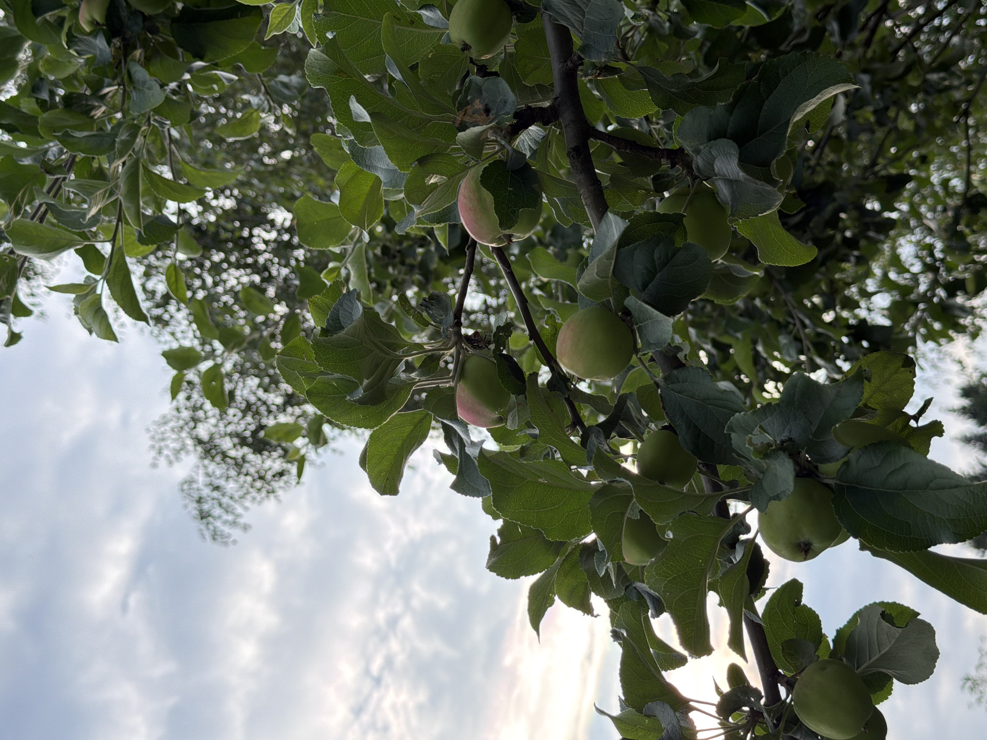 The image shows a close-up view of green apples growing on a tree, seen from below looking up towards the sky. The apples are still developing, with some showing a blush of pink on their surfaces. They are surrounded by lush green leaves and branches, creating a dense canopy. Sunlight filters through the leaves and the sky, which is partly cloudy with a hazy, bright quality. This suggests it is daytime, likely late afternoon or early morning given the soft light. The perspective of looking upwards implies the viewer is standing beneath the tree. There are no people visible, and the setting appears to be an orchard or a garden where apple trees are cultivated. The overall mood is natural and serene, capturing a moment in the growth cycle of the fruit. The image was taken in Chaykovsky, Russia.
