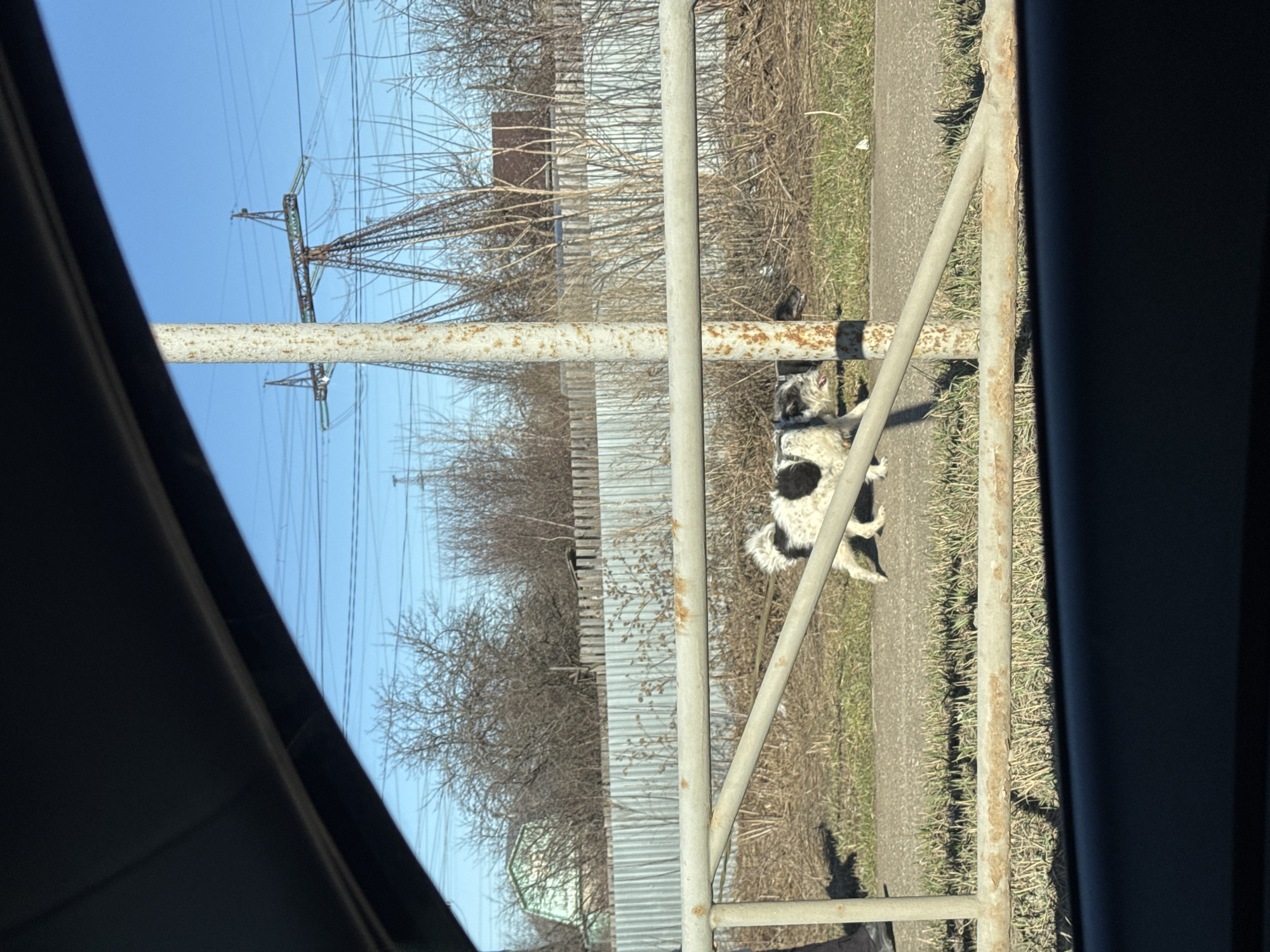 A photograph, taken from inside a vehicle, depicts an outdoor scene in what appears to be a rural or suburban area. A black and white dog is lying on the ground near a metal fence. In the background, there's a metal fence, leafless trees, and an electrical transmission tower against a blue sky. The image suggests the scene might be in an industrial area or on the outskirts of a town. The photo is taken from a low angle, as the car's interior is visible on both sides. The location Chaikovsky, Russia is unknown and cannot be confirmed in this image.