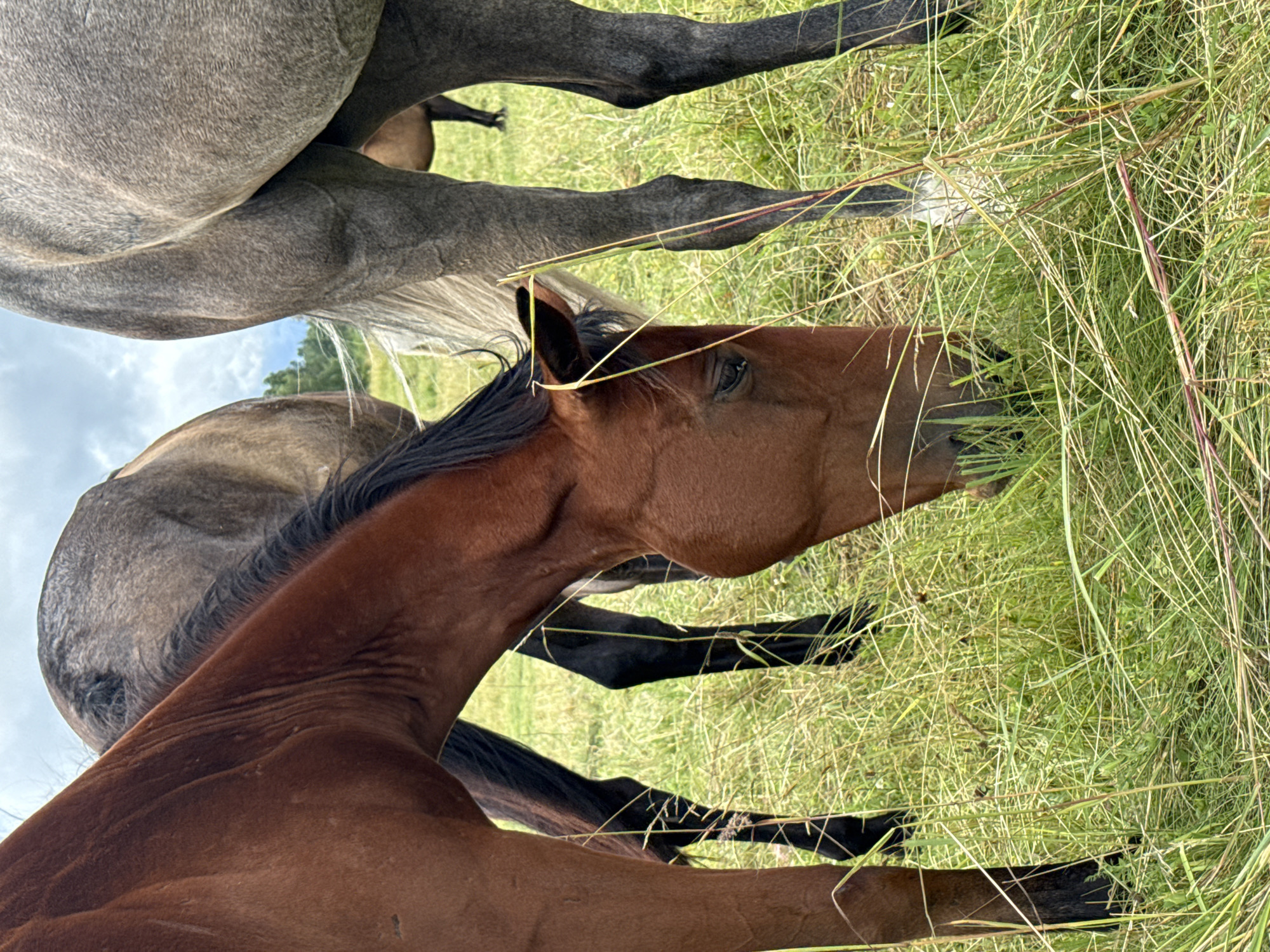 The image shows three horses grazing in a grassy field, with the town of Bendoriai, Lithuania visible in the background. The horse in the foreground is a bay horse with its head down, eating grass. To its left is a dapple grey horse, and to its right is a darker colored horse. The sky is cloudy, and the sun is not visible. The grass is tall and green, and there are a few trees in the distance.