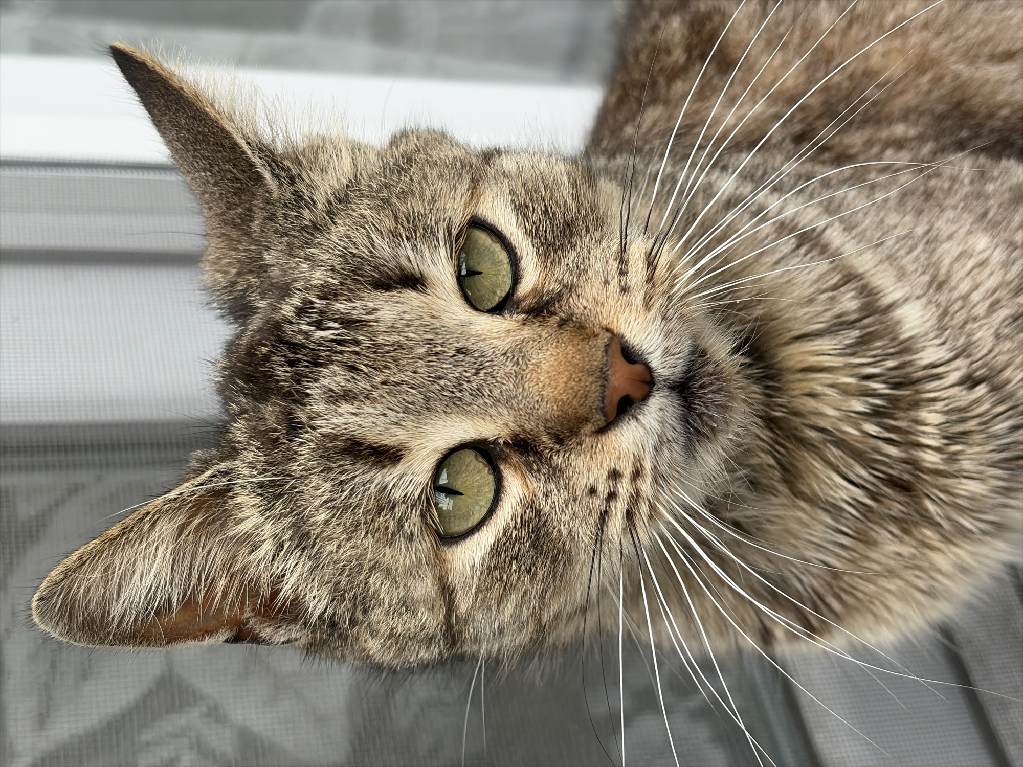 The image shows a close-up of a tabby cat's face. The cat has green eyes and white whiskers. The background is a blurred gray surface. The location is unknown.