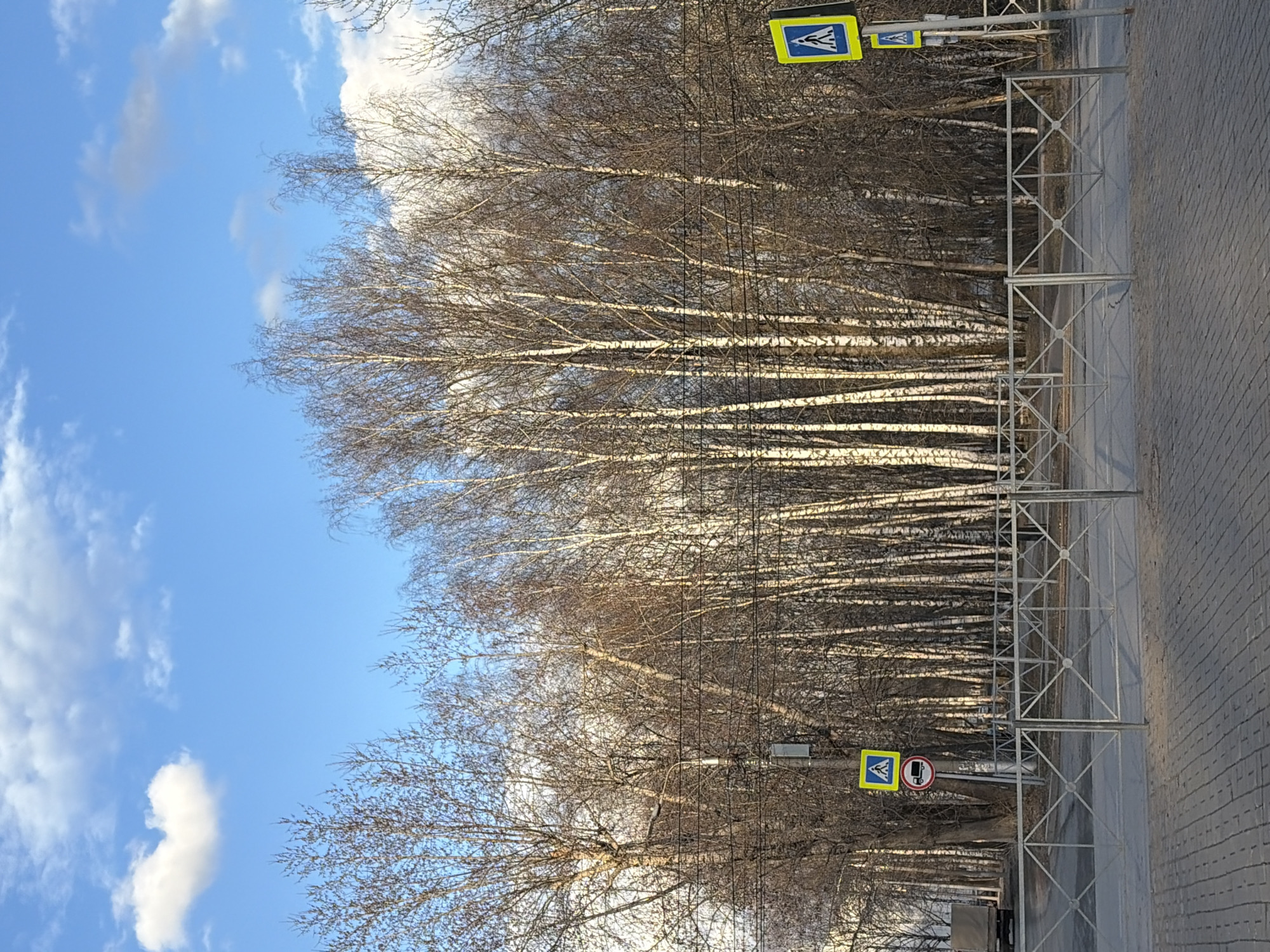 The image displays a daytime scene featuring a line of bare deciduous trees, likely birches, with their distinctive white bark and intricate branching patterns, set against a bright blue sky with scattered white clouds. The trees occupy the left and central parts of the frame.
To the right, a paved area, possibly a sidewalk or pedestrian path, is visible, constructed from light-colored pavers. A metal fence with a geometric, crisscrossing design separates this paved area from the trees and what appears to be a road or street further right and behind the fence.
Visible details include several road signs. Two yellow, square signs with a blue pedestrian symbol indicate a pedestrian crossing. One is prominent towards the upper right side of the image (when oriented correctly), and another smaller one is lower down. Below the lower pedestrian crossing sign, there is a circular white sign with a red border and a black truck icon with a red diagonal line through it, signifying "no goods vehicles" or "no trucks allowed."
The bare branches of the trees suggest the season is late autumn, winter, or early spring. The clear blue sky and bright illumination indicate sunny weather during the day. No human or animal activity is depicted. The scene captures a tranquil urban or semi-urban environment, potentially in Perm, Russia, as indicated by the context.