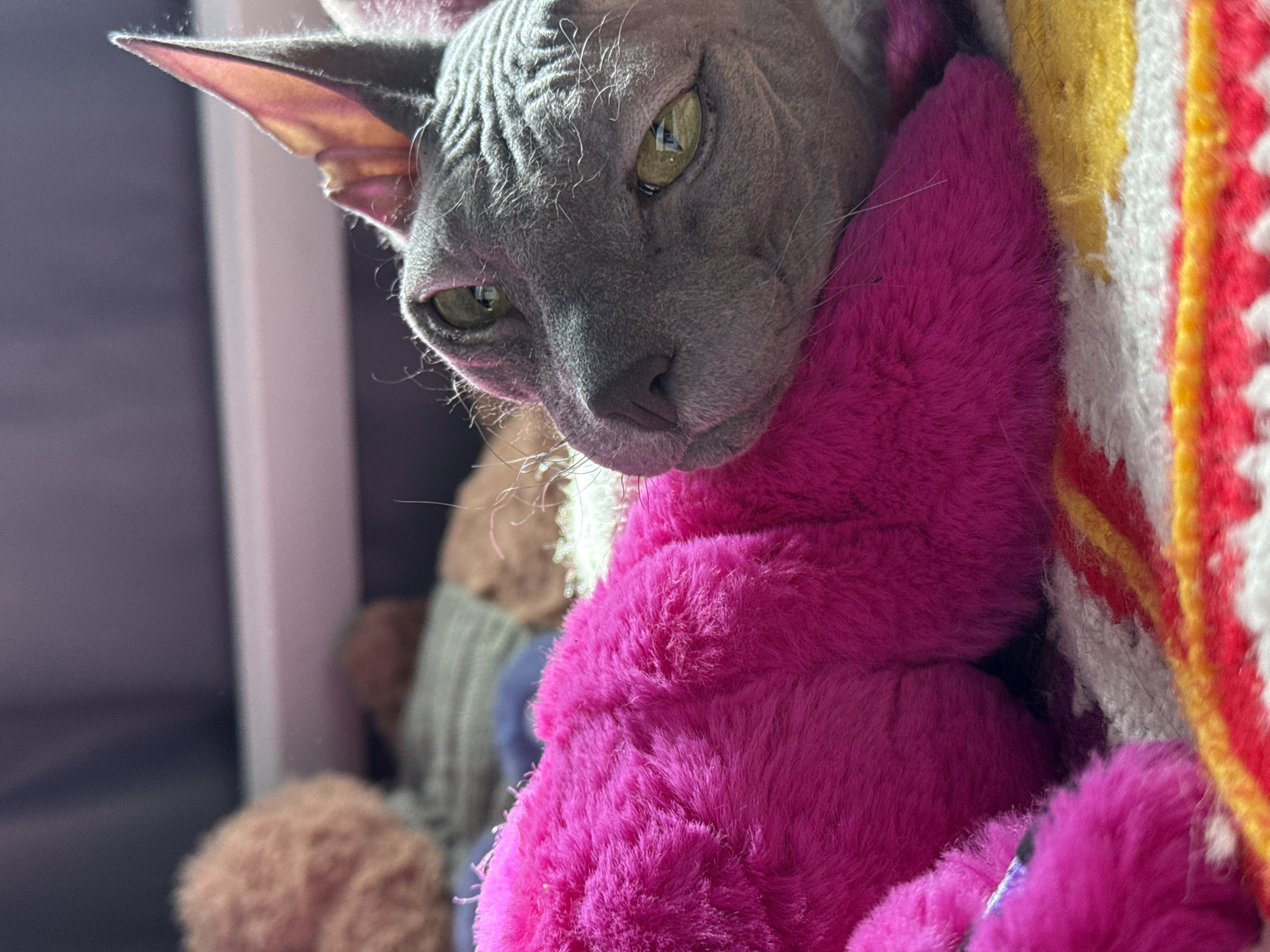 A close-up shot shows a gray Sphynx cat resting against a bright pink, furry stuffed animal. The cat's head is angled towards the camera. Its eyes are open and directed to the left. A colorful blanket with stripes of yellow, white, and red is positioned behind the cat. There is no indication that this photo was taken in Votkinsk, Russia.