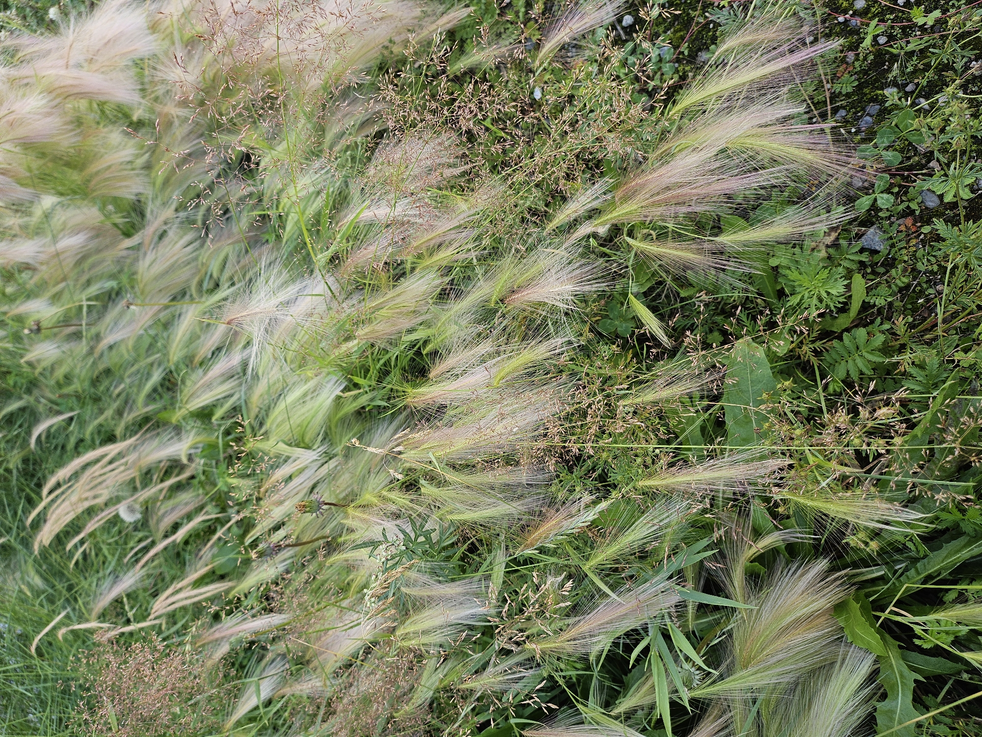 The image shows a close-up view of wild grasses, specifically foxtail barley (Hordeum jubatum), with their characteristic feathery seed heads. The grasses are predominantly green and light brown, swaying in the wind, creating a soft, flowing texture. Interspersed among the foxtail barley are smaller, darker brown clusters of seeds and various green leaves of other plants. The ground beneath is a mix of dark soil, small grey pebbles, and some patches of moss or low-lying greenery. The lighting suggests an outdoor setting, possibly overcast or early/late in the day, as there are no harsh shadows. The image is taken from a top-down perspective, focusing on the intricate details of the grasses and their movement. This scene is consistent with the natural vegetation found in the rural or semi-rural outskirts of Zakamensk, Russia, where wild grasses and uncultivated areas are common. There are no people or man-made objects visible in the frame.