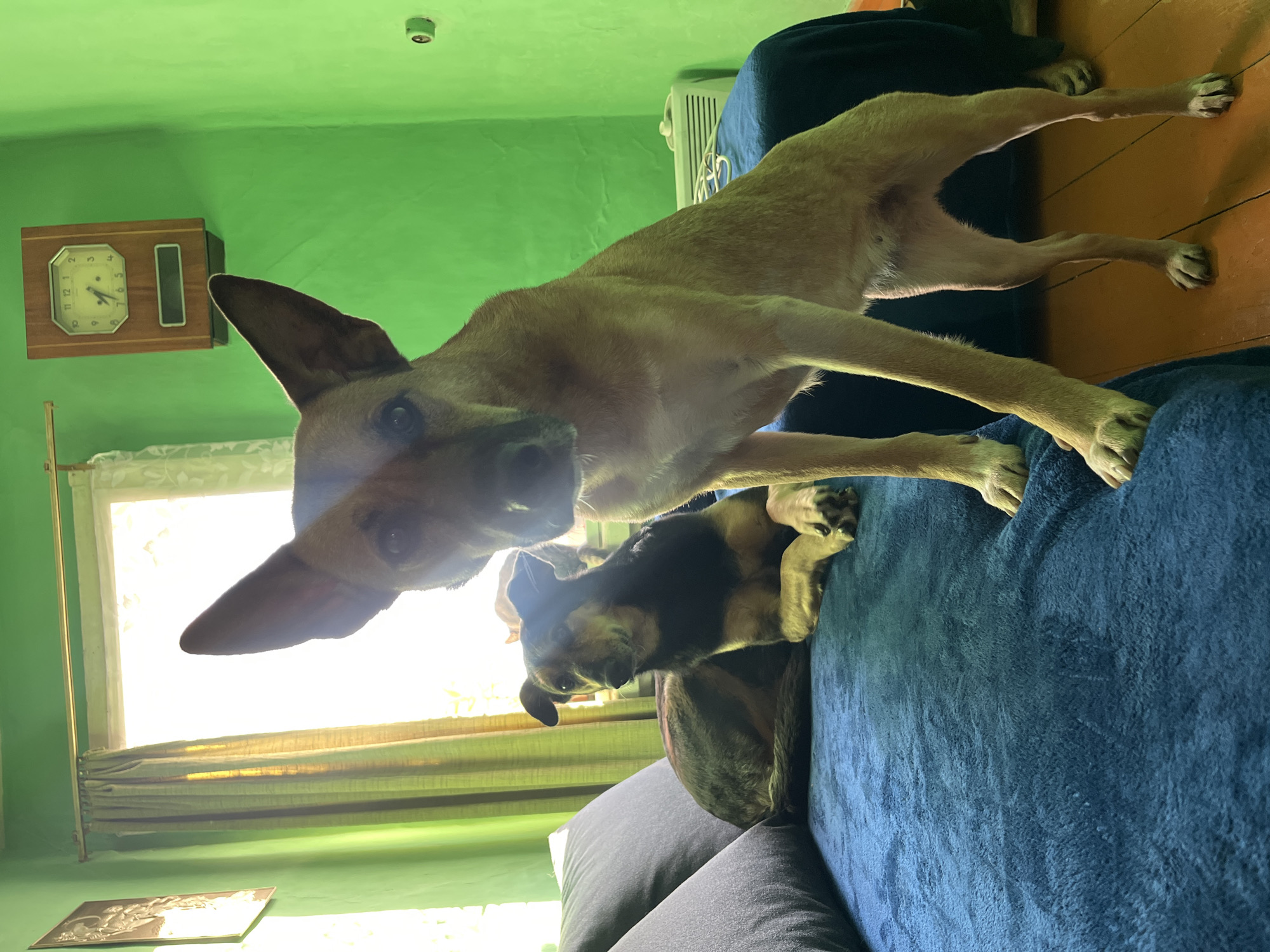 The image shows the interior of a room with green walls and a light brown wooden floor. Two dogs are present on a blue couch. The first dog, a tan-colored dog, is standing, looking towards the camera, with its front paws on the couch. Behind and partially underneath it is a second dog, mostly black in color. A clock is mounted on the wall, and a window with curtains is visible in the background. On the ceiling is a white-colored smoke detector. A radiator is also visible in the scene, and a picture is resting on the wall beneath the window. There is no information to infer the location is Nizhny Tagil, Russia.