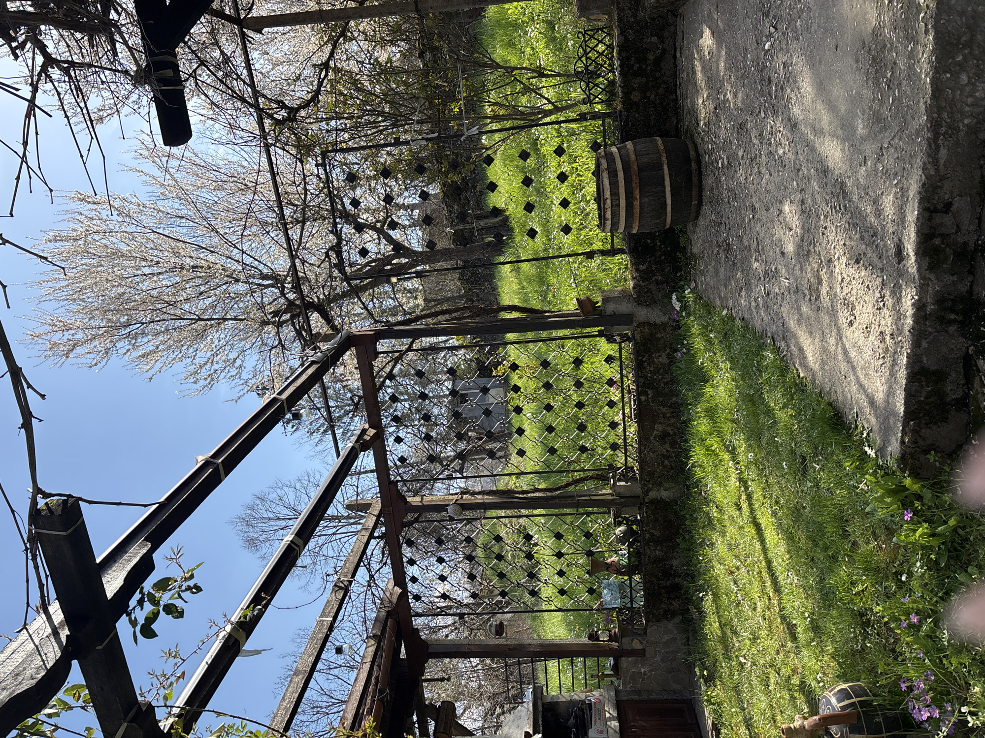 The image depicts an outdoor scene in Gorno Trape, Bulgaria. An aged iron trellis gate stands open, framing a view of a grassy area. A wooden barrel rests on the right side near a concrete path. Bare trees with white blossoms are visible in the background, under a clear blue sky. The foreground contains a portion of a weathered wooden structure with vines. The light suggests a sunny day.